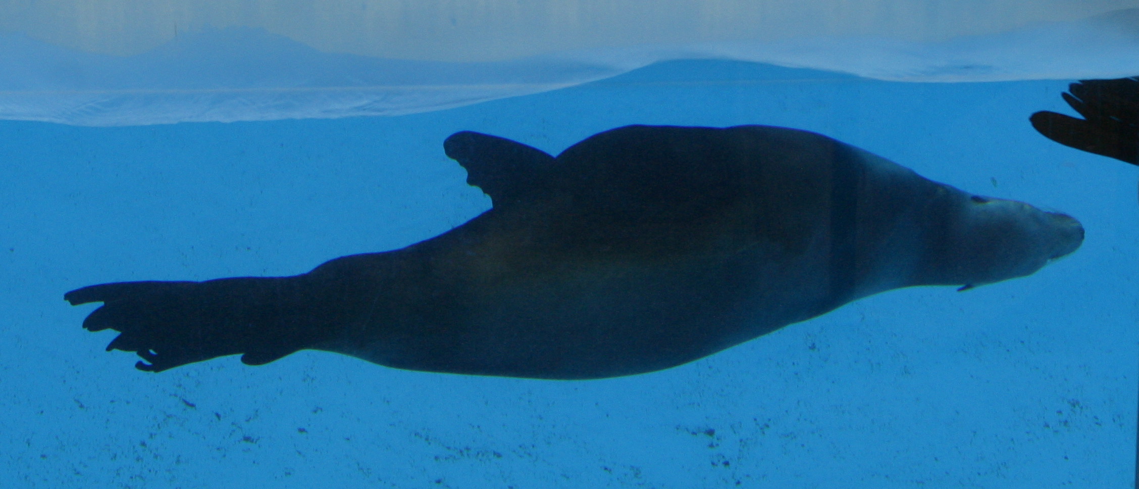 zalophus_californianus2bd