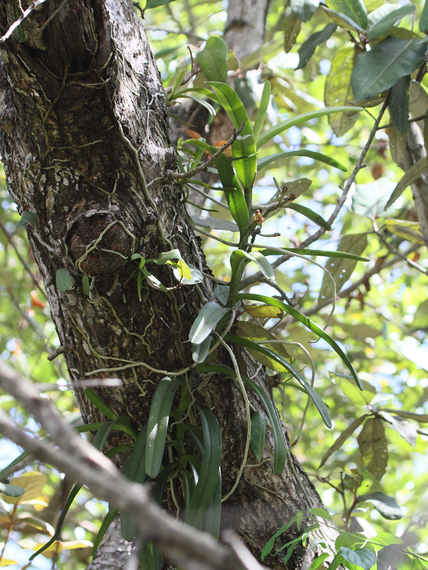 acampe_pachyglossa1bd