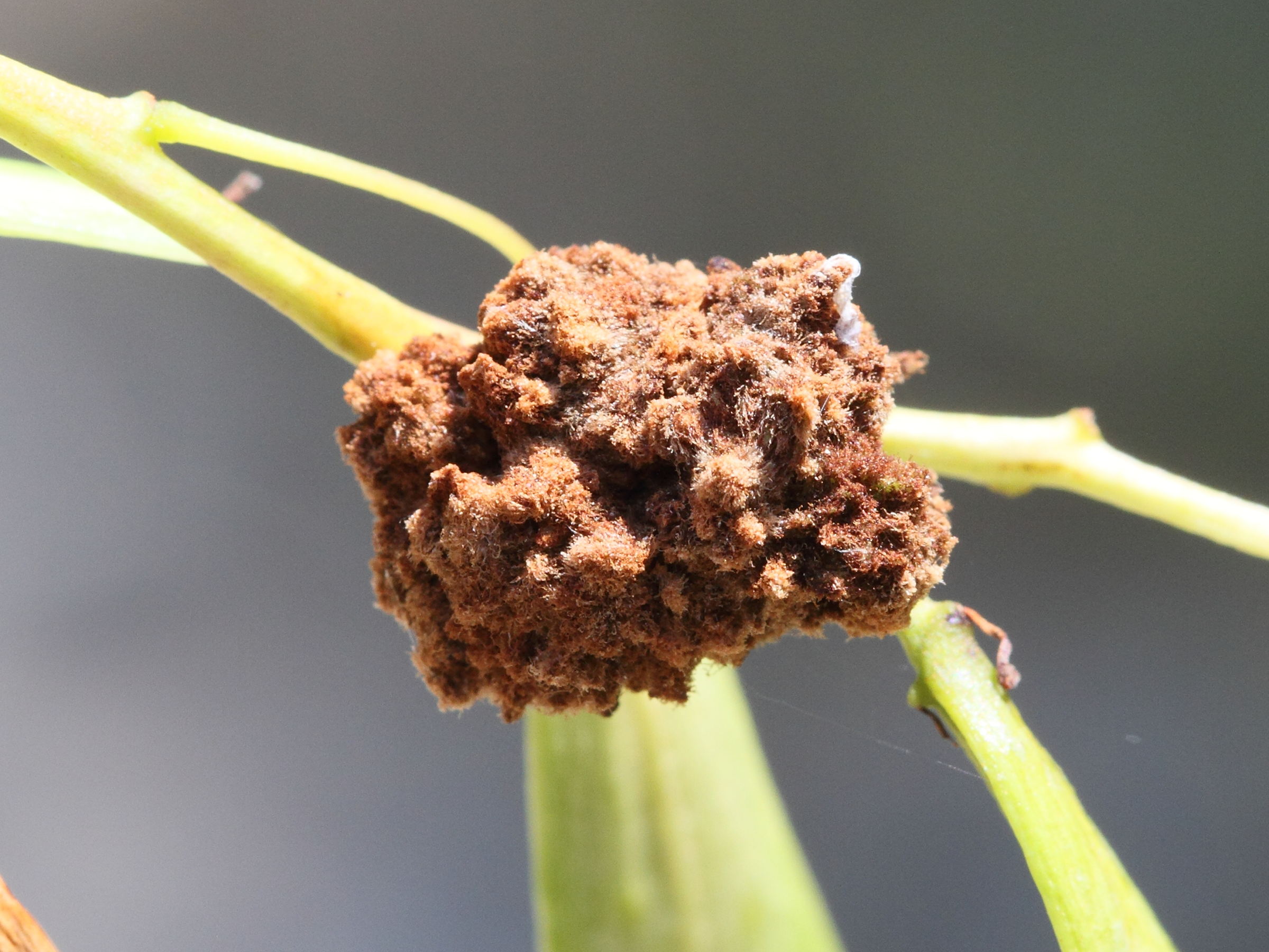 aceria_fraxinivora_galle1md