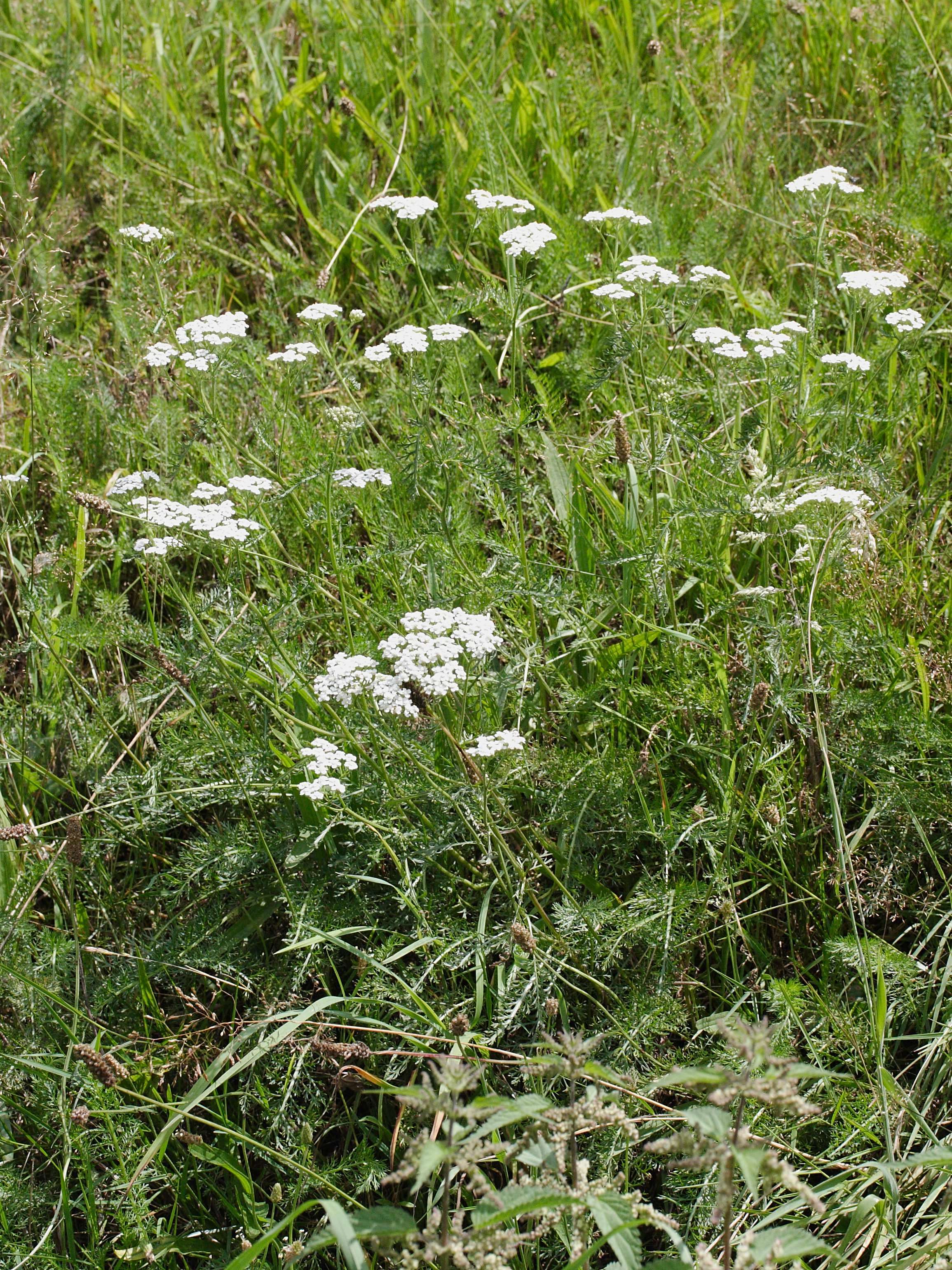 achillea_millefolium3md