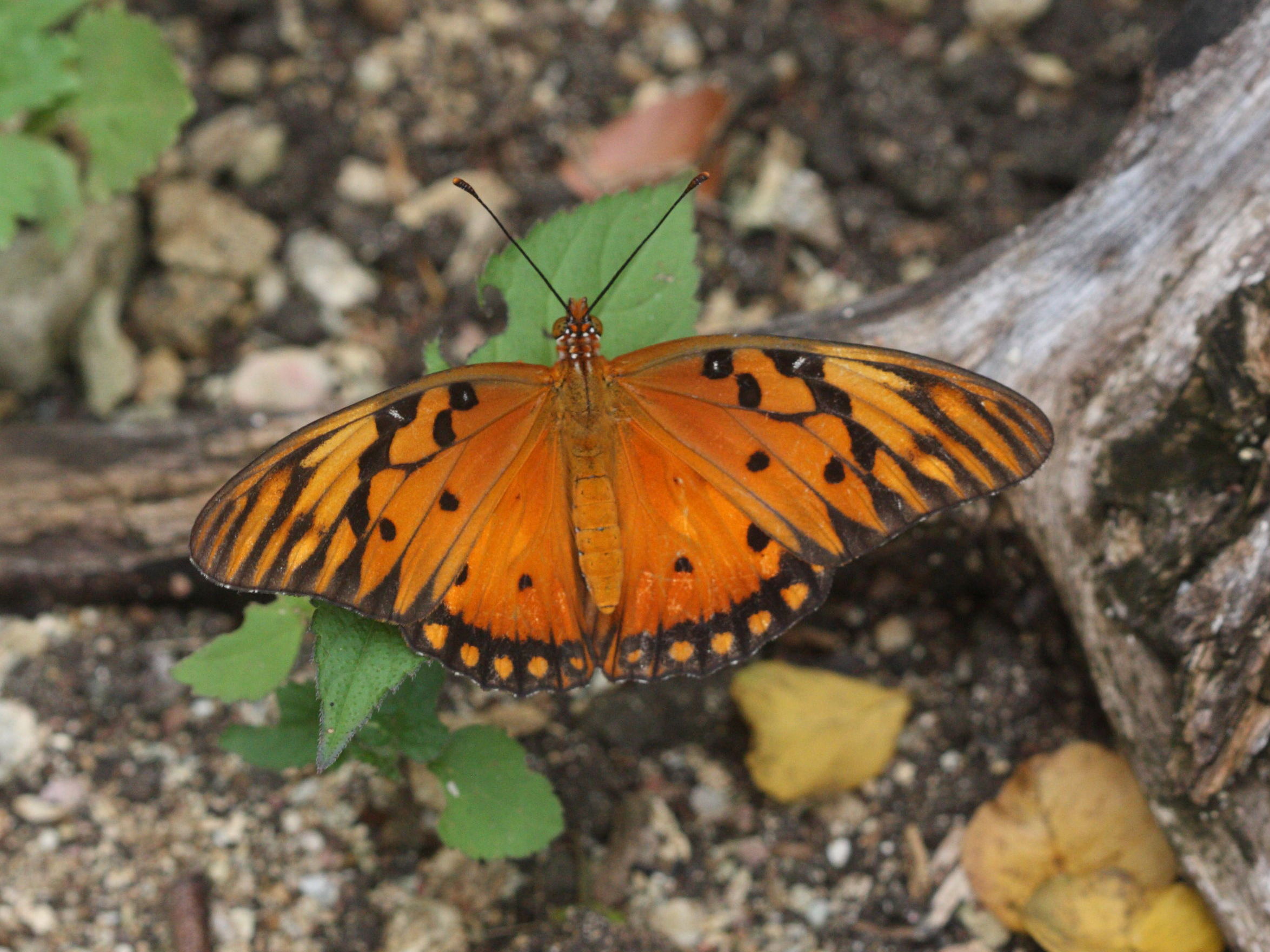 agraulis_vanillae_insularis3md