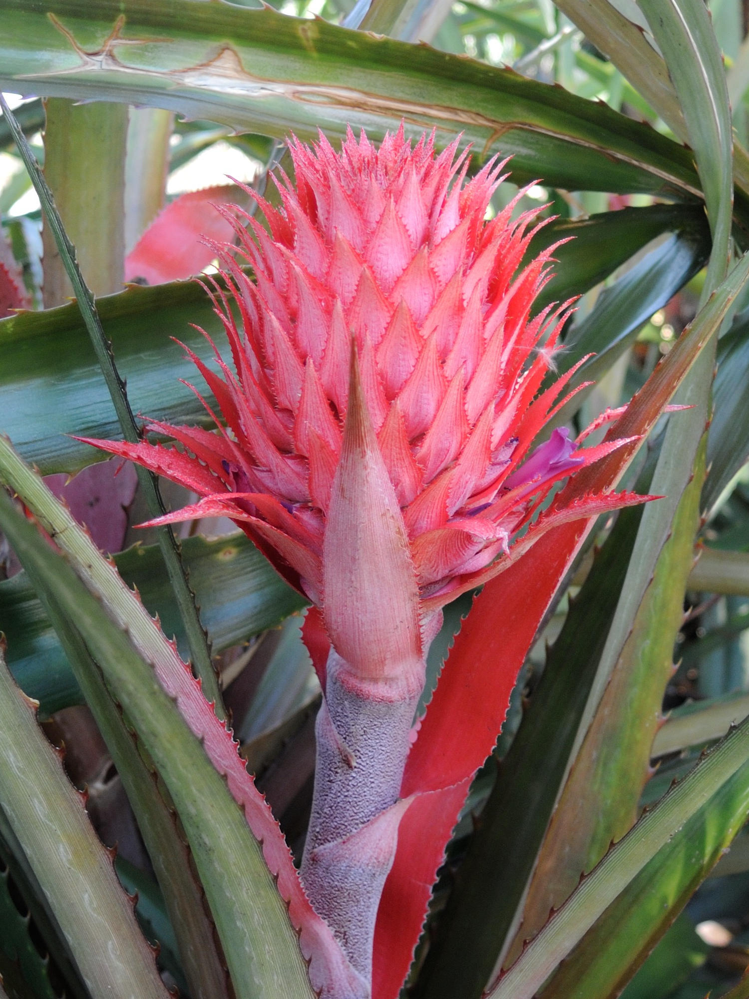 ananas_comosus7md