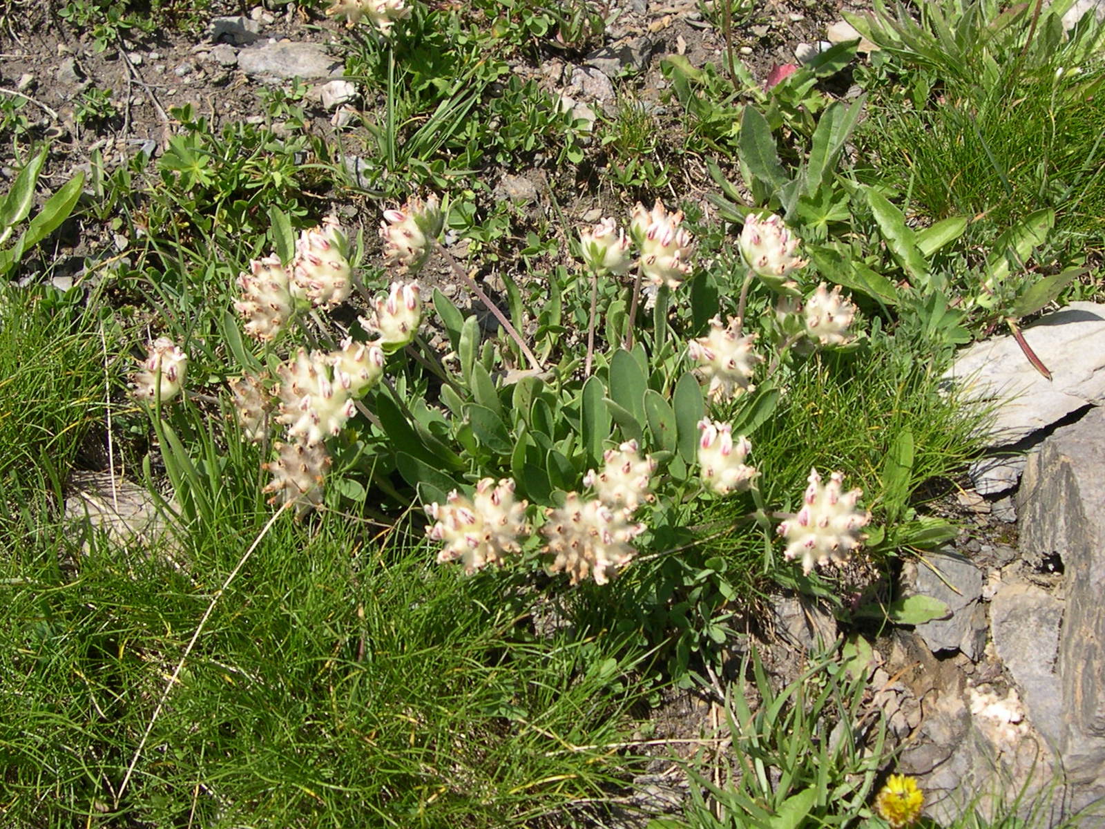 anthyllis_vulneraria7amd