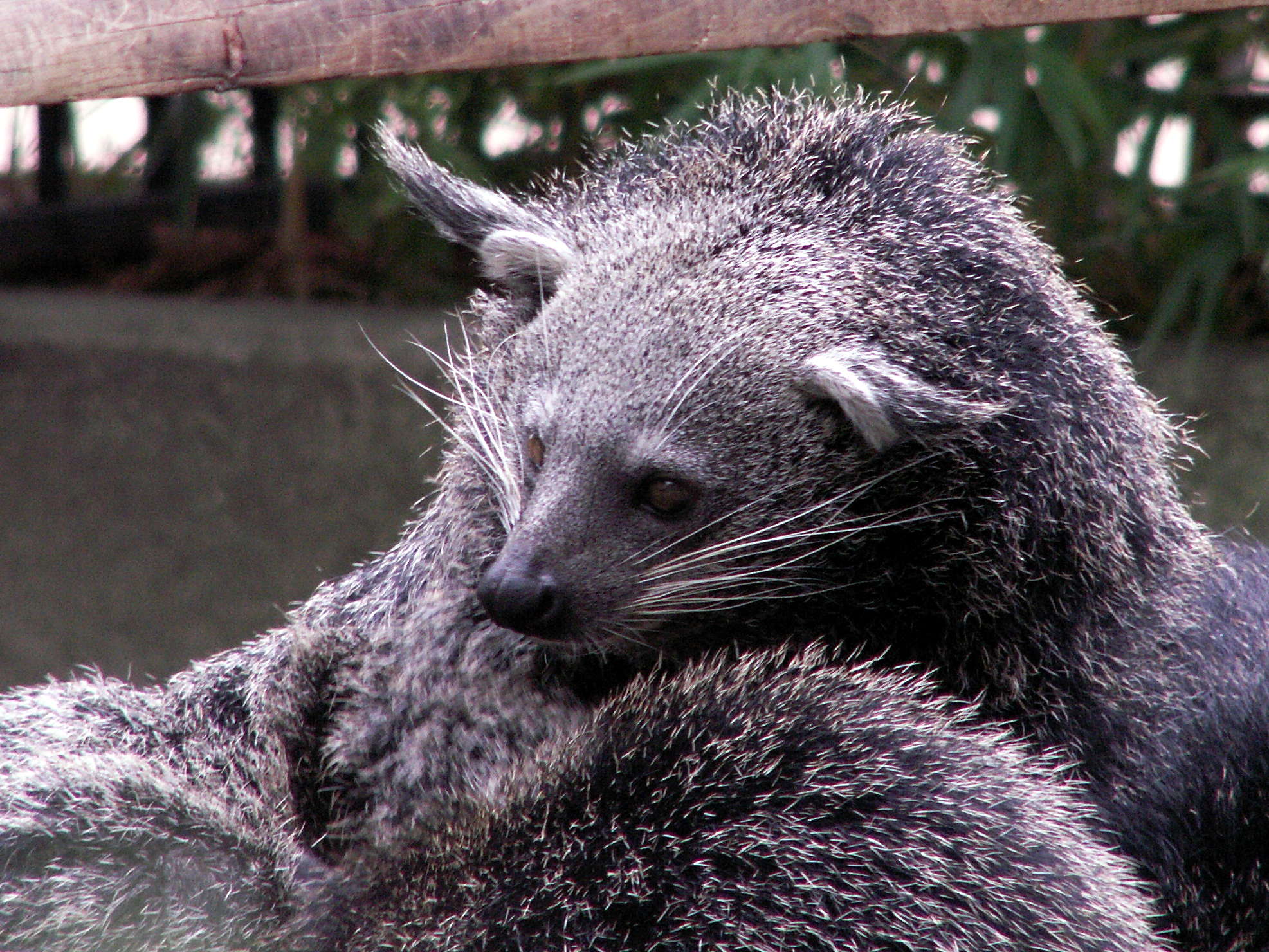 arctictis_binturong1md