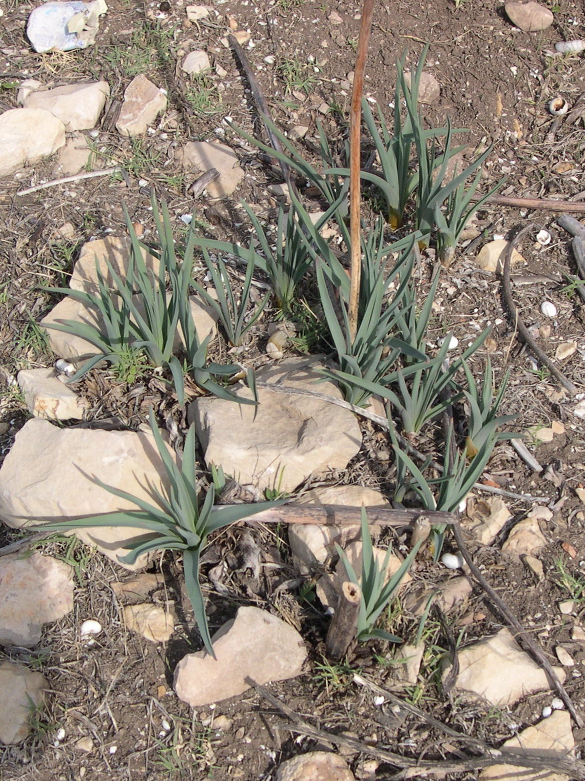 Afficher le média asphodelus_ramosus1md asphodelus_ramosus1md