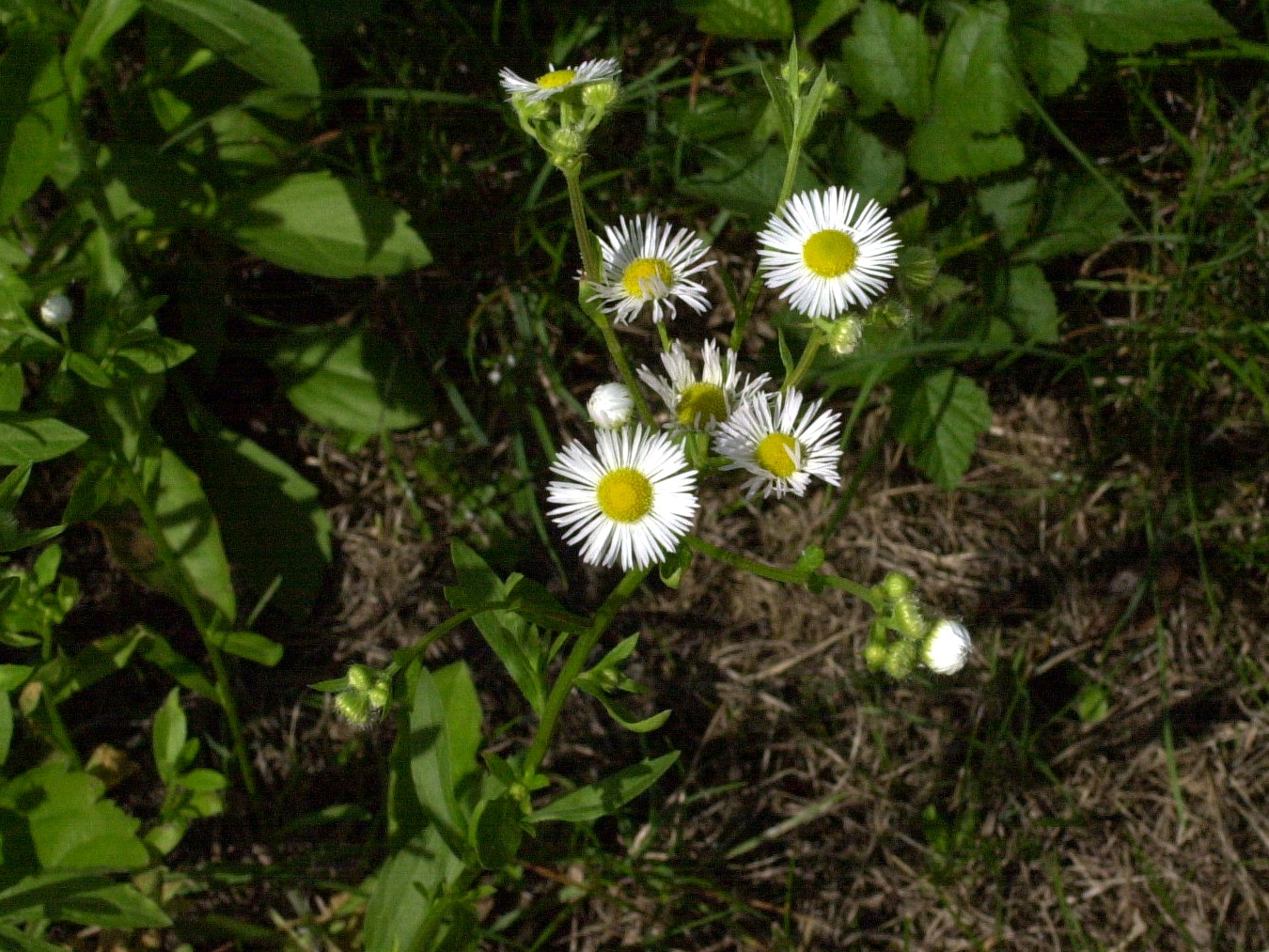 aster_lanceolatus3md