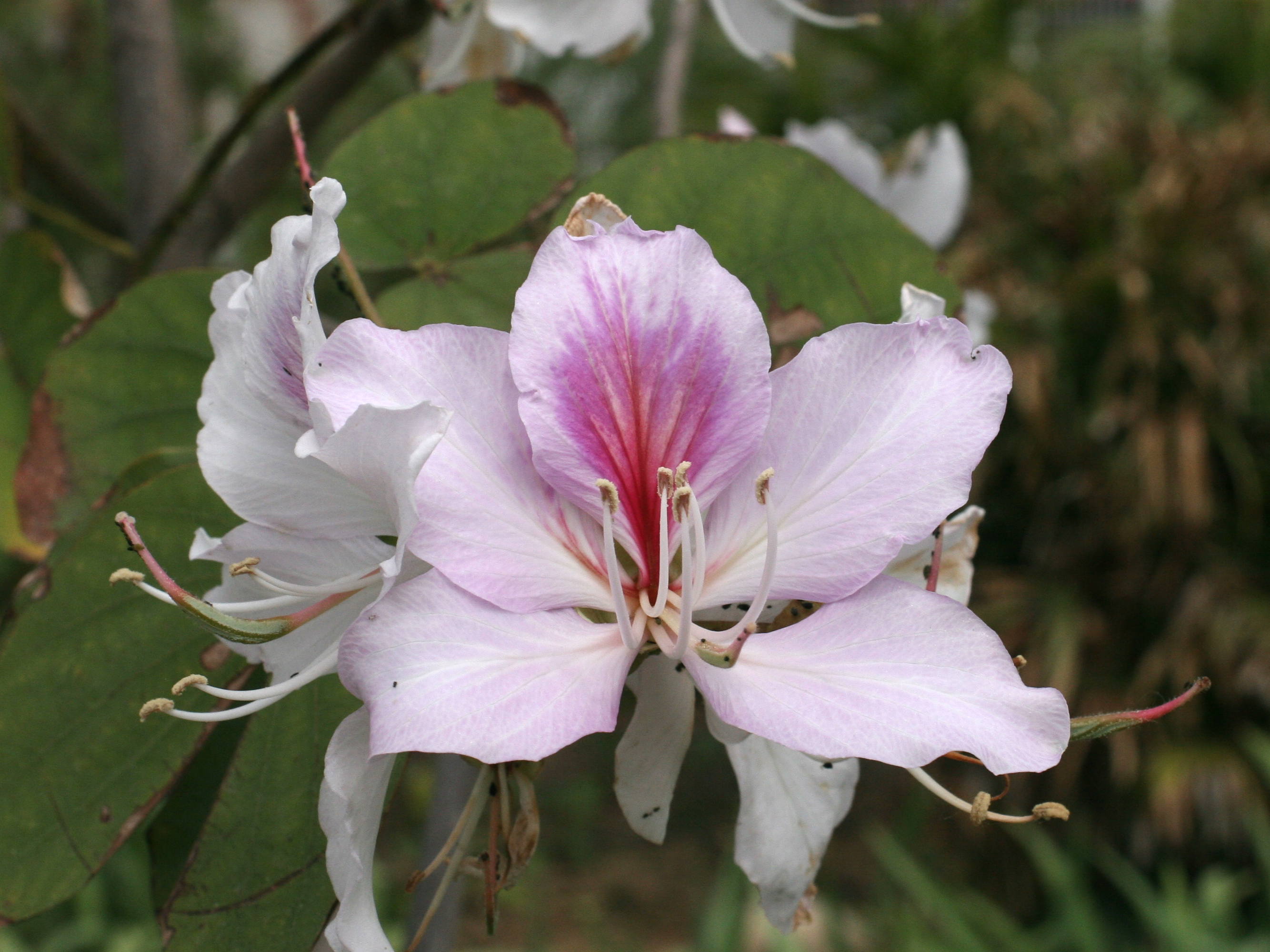 Afficher le média bauhinia_variegata2md bauhinia_variegata2md
