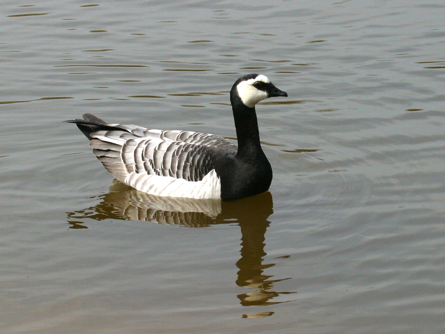 bernache_nonnette_-_branta_leucopsis2md