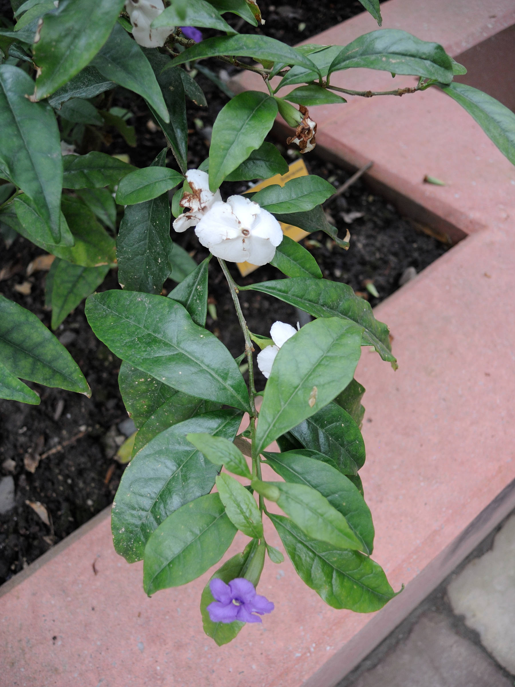 brunfelsia_uniflora2md