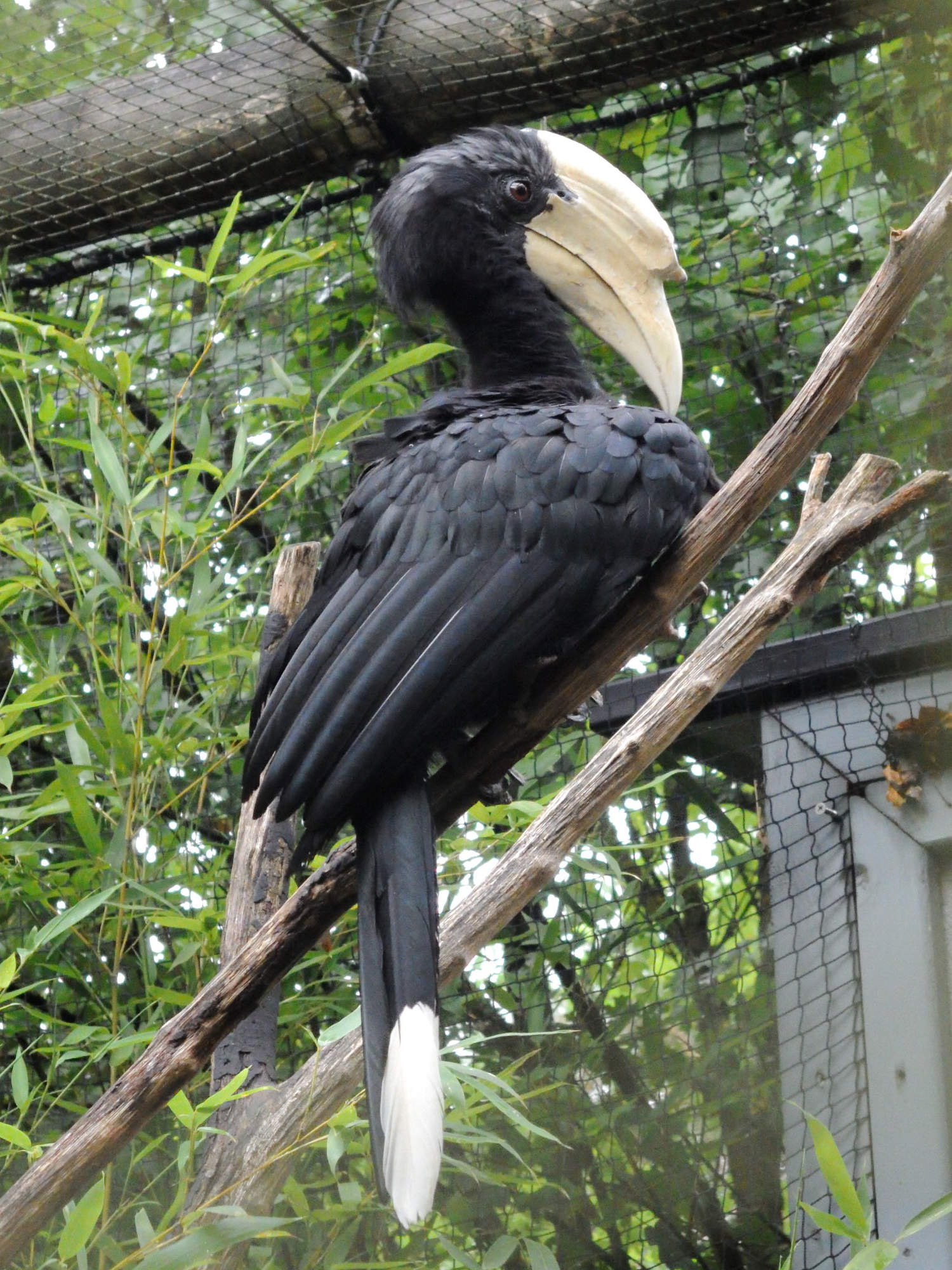 calao_charbonnier_-_anthracoceros_malayanus1md