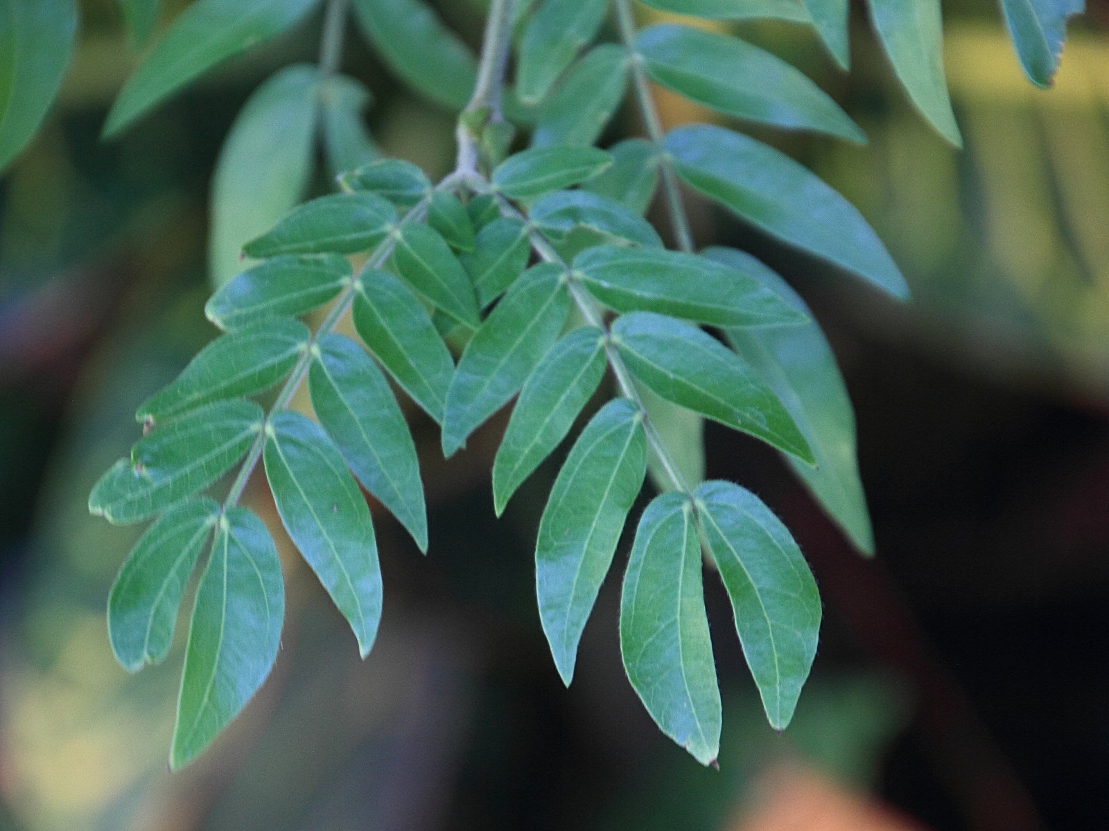 Afficher le média calliandra_haematocephala_alba3md calliandra_haematocephala_alba3md
