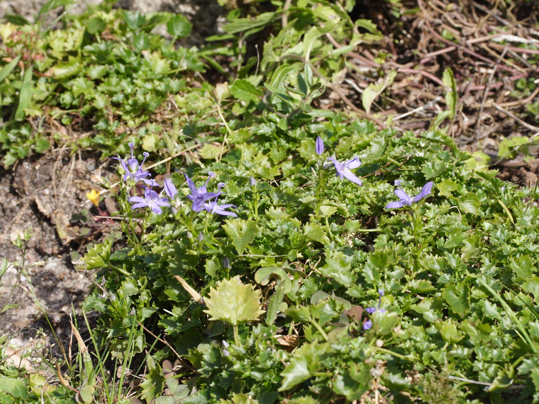 campanula_elatines1md