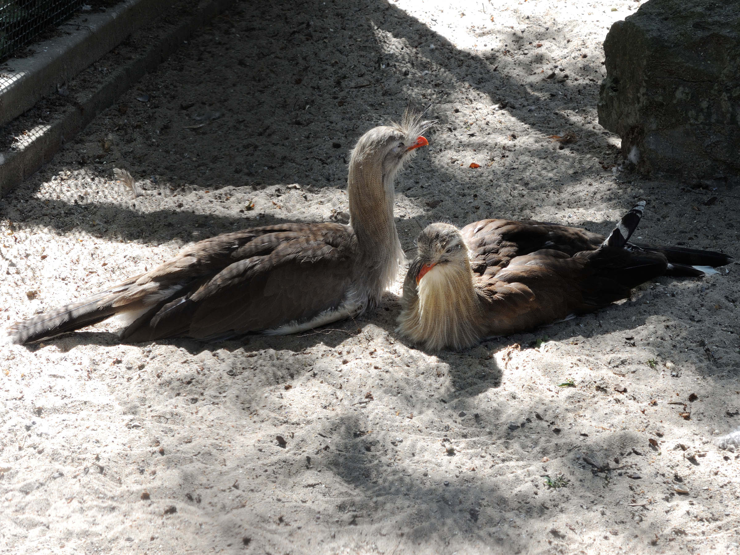 cariama_huppe_-_cariama_cristata3md