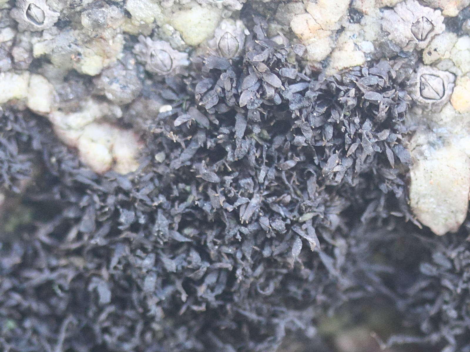 catenella_caespitosa2md