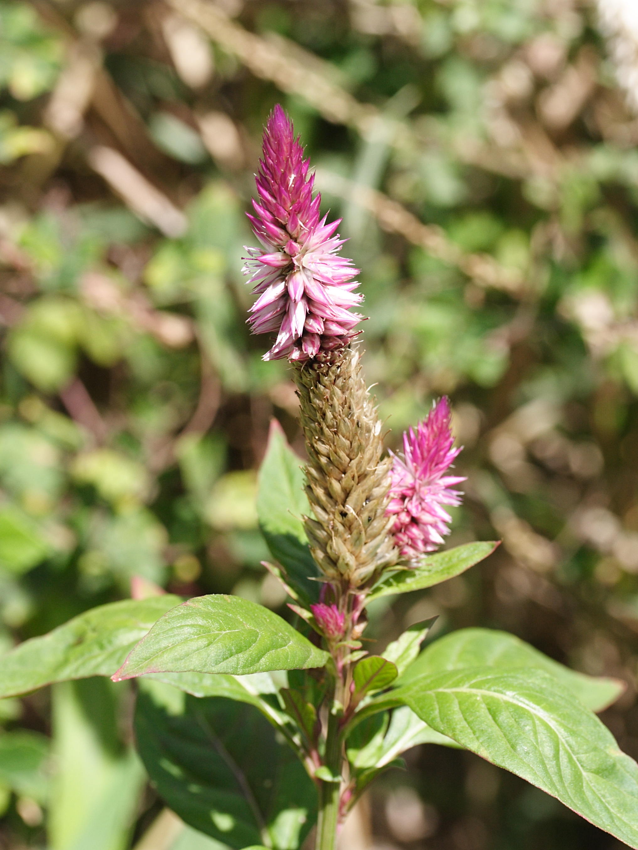 Celosia_argentea