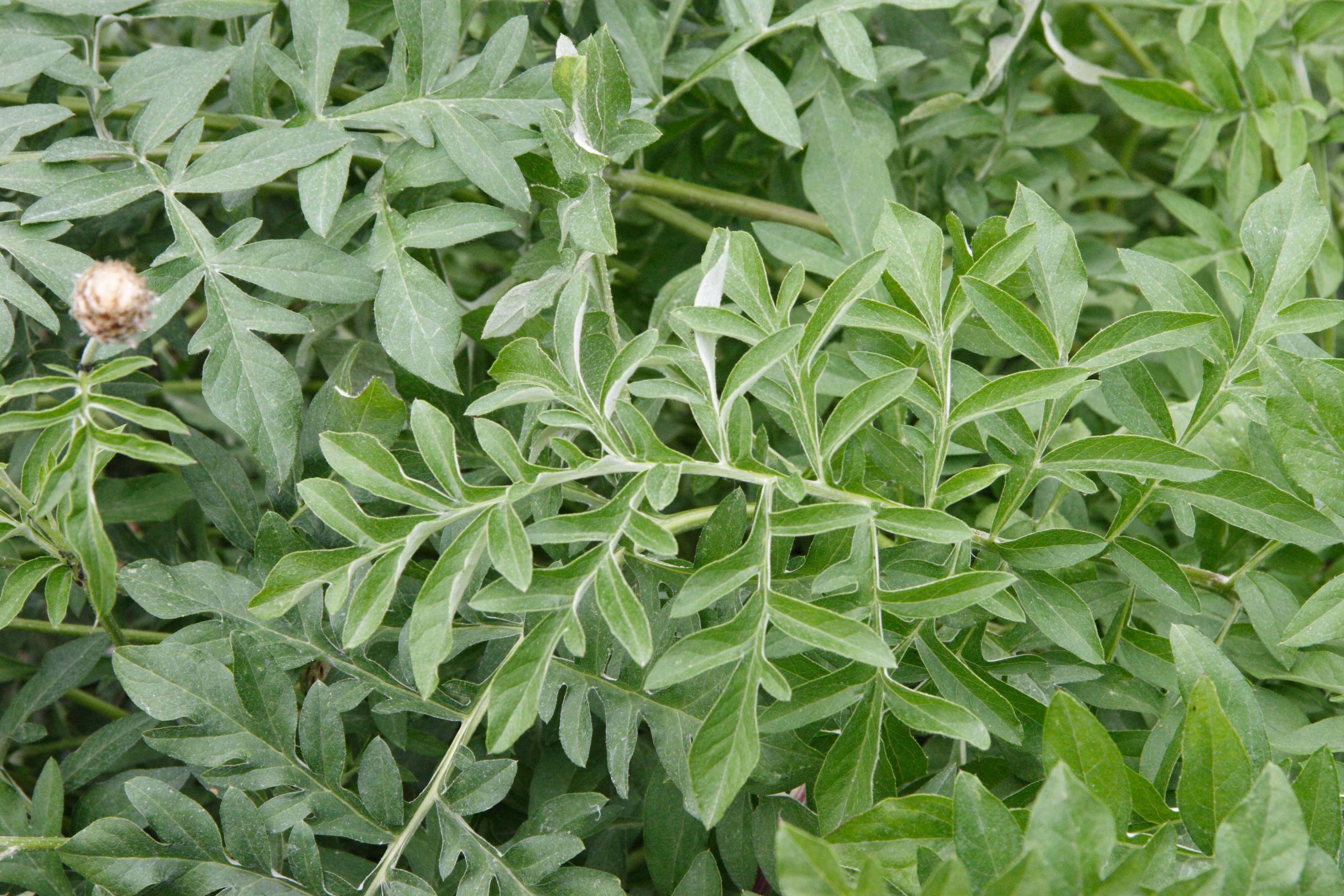 Afficher le média centaurea_dealbata2md centaurea_dealbata2md