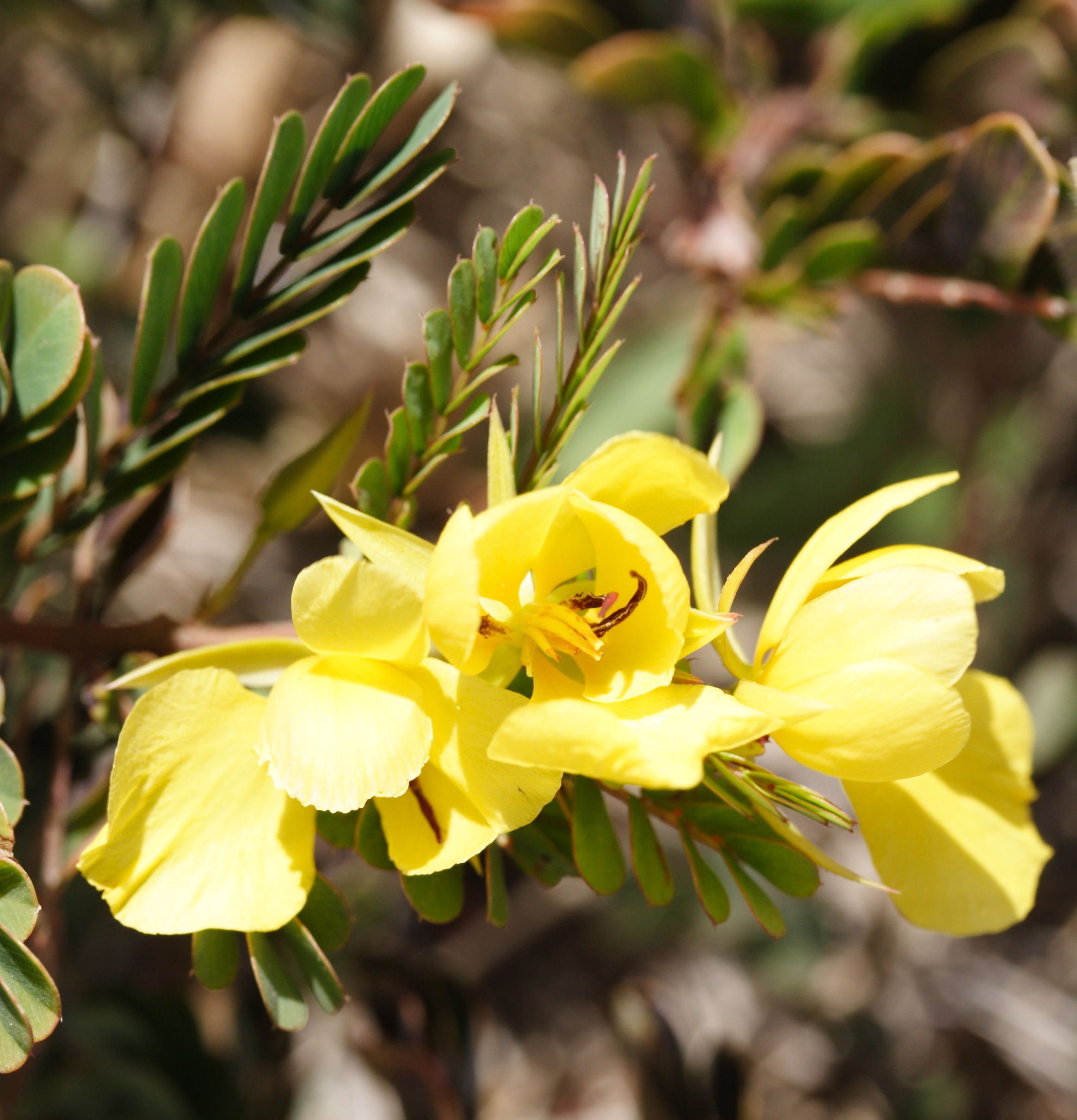 chamaecrista_glandulosa_swartzii3md