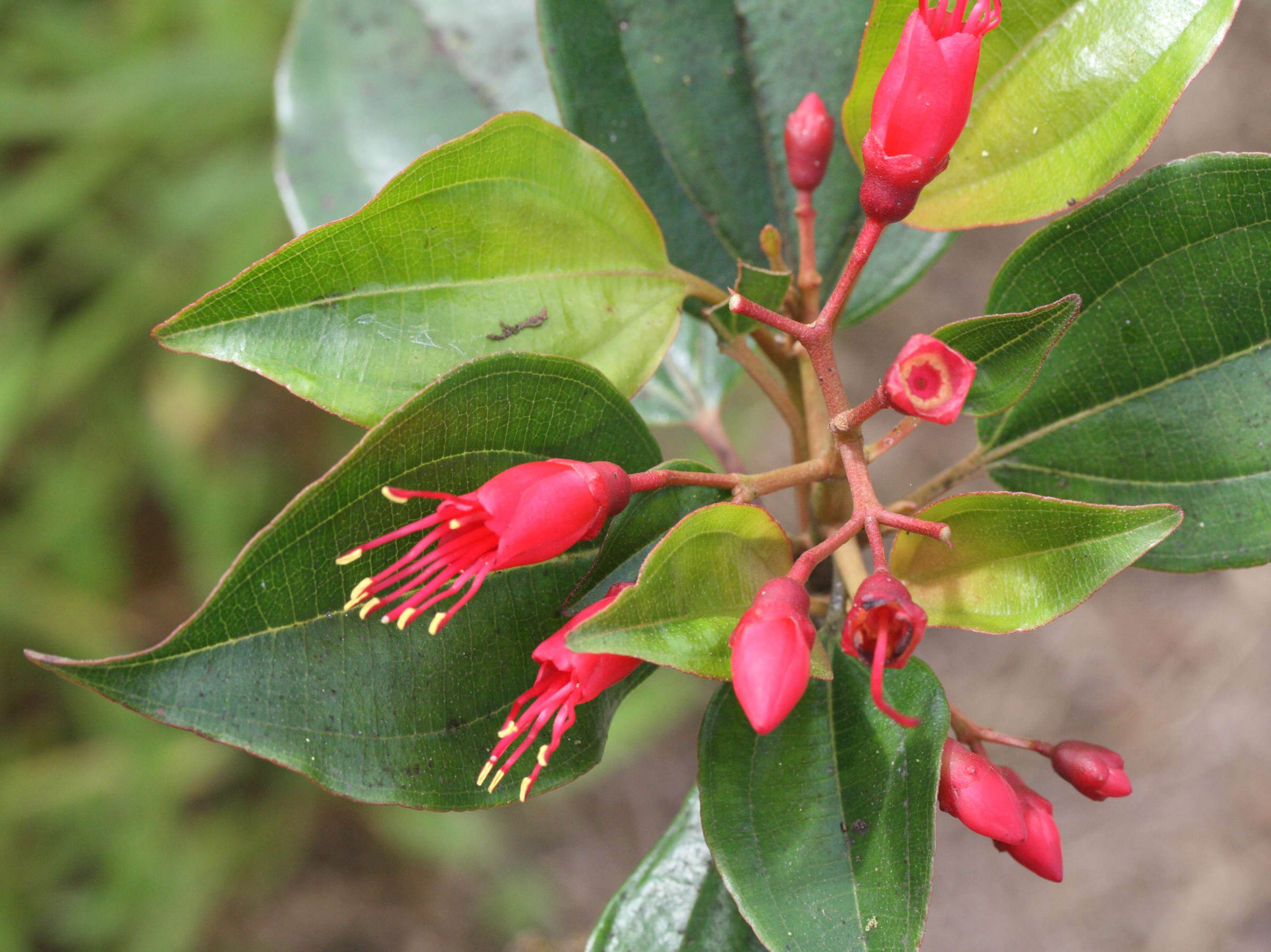 charianthus_alpinus2md