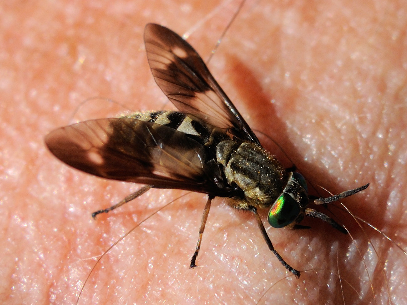 chrysops_relictus2md