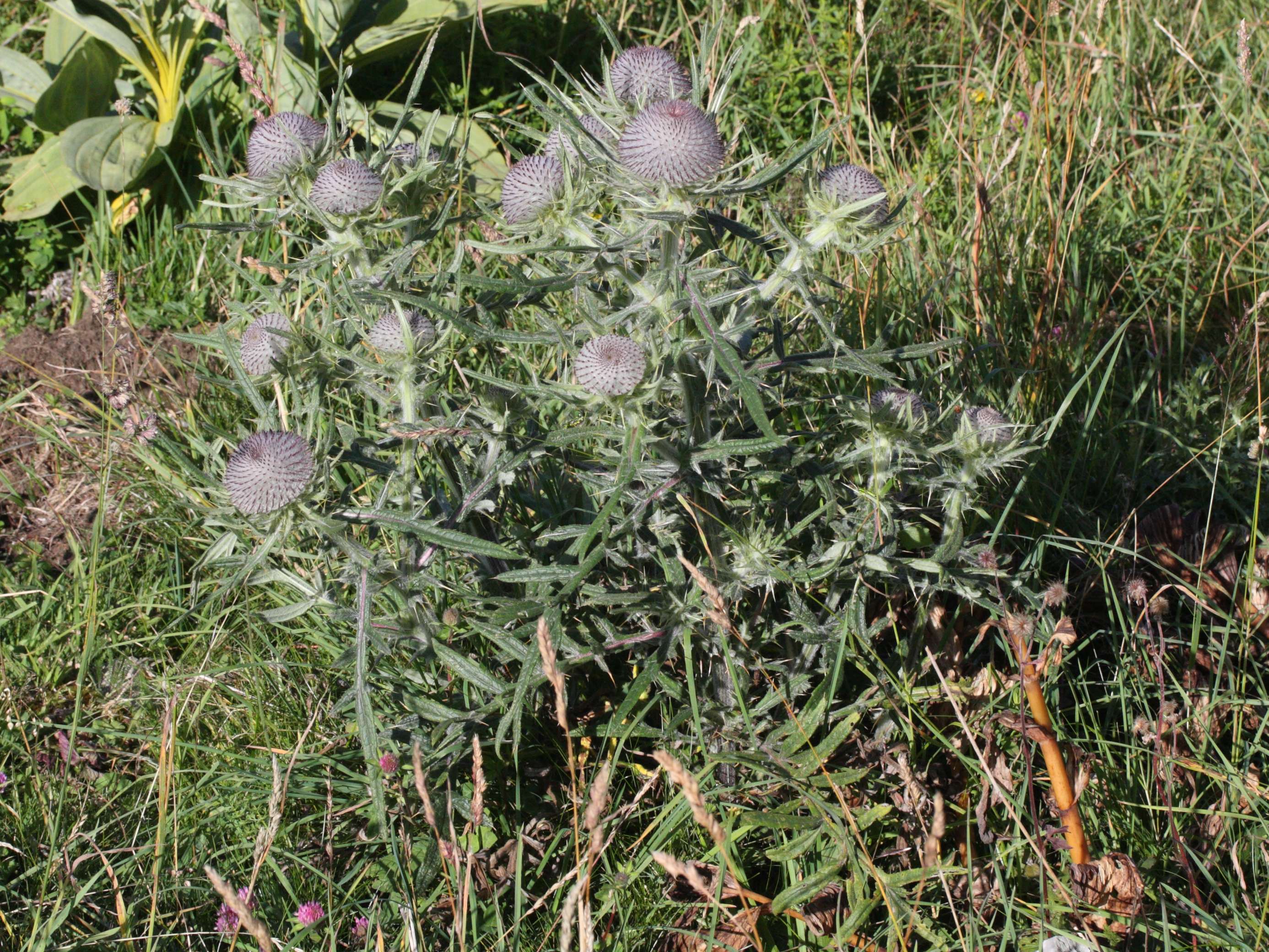 Afficher le média cirsium_eriophorum4md cirsium_eriophorum4md