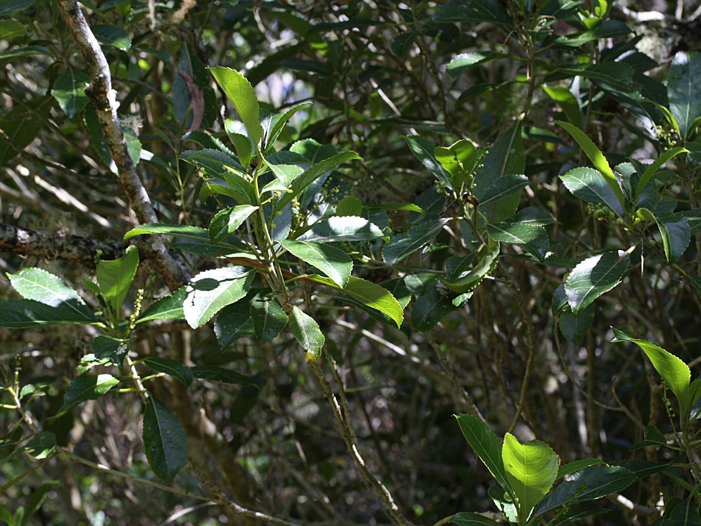 claoxylon_glandulosum1md