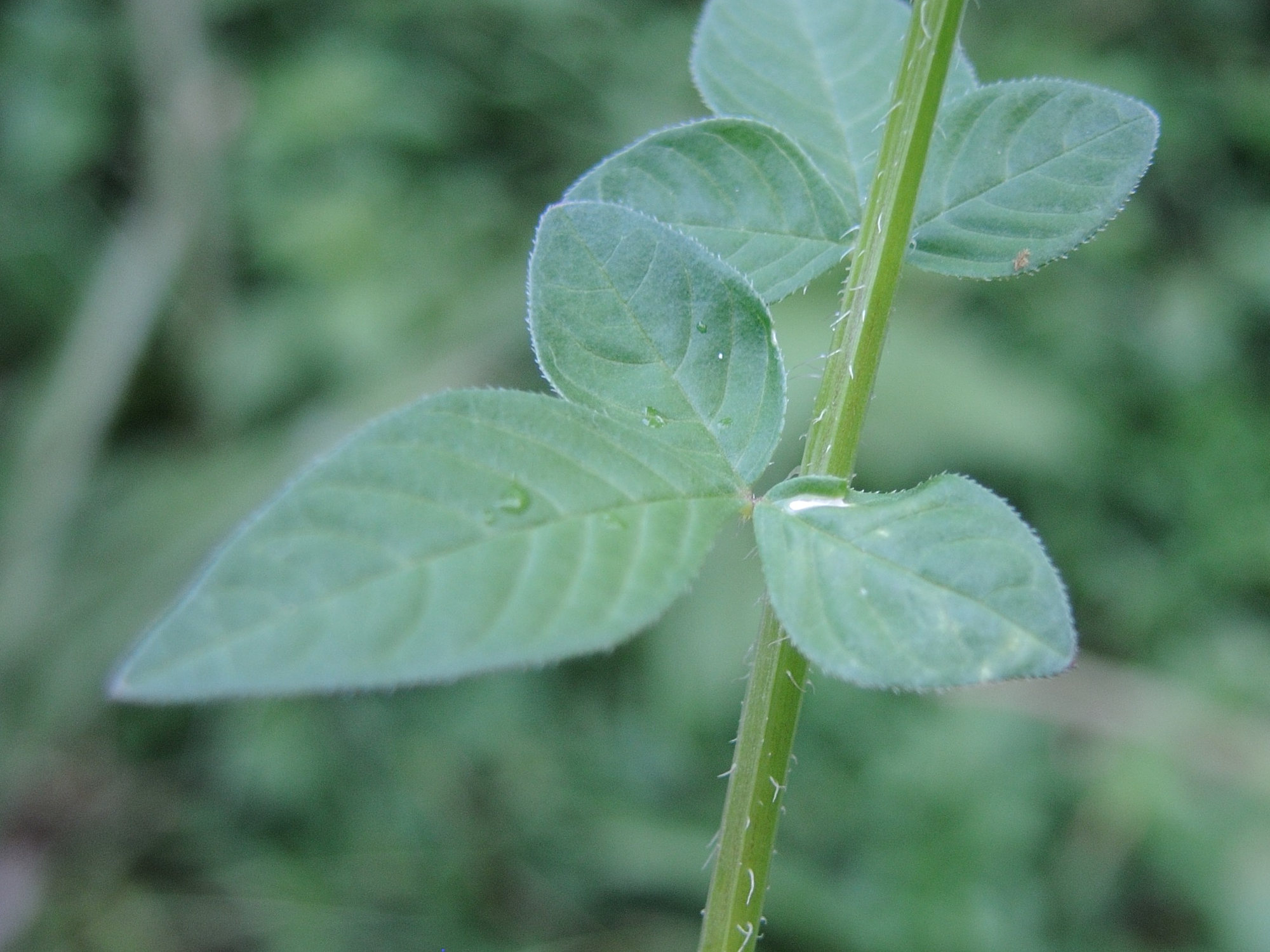 cleome_rutidosperma2md