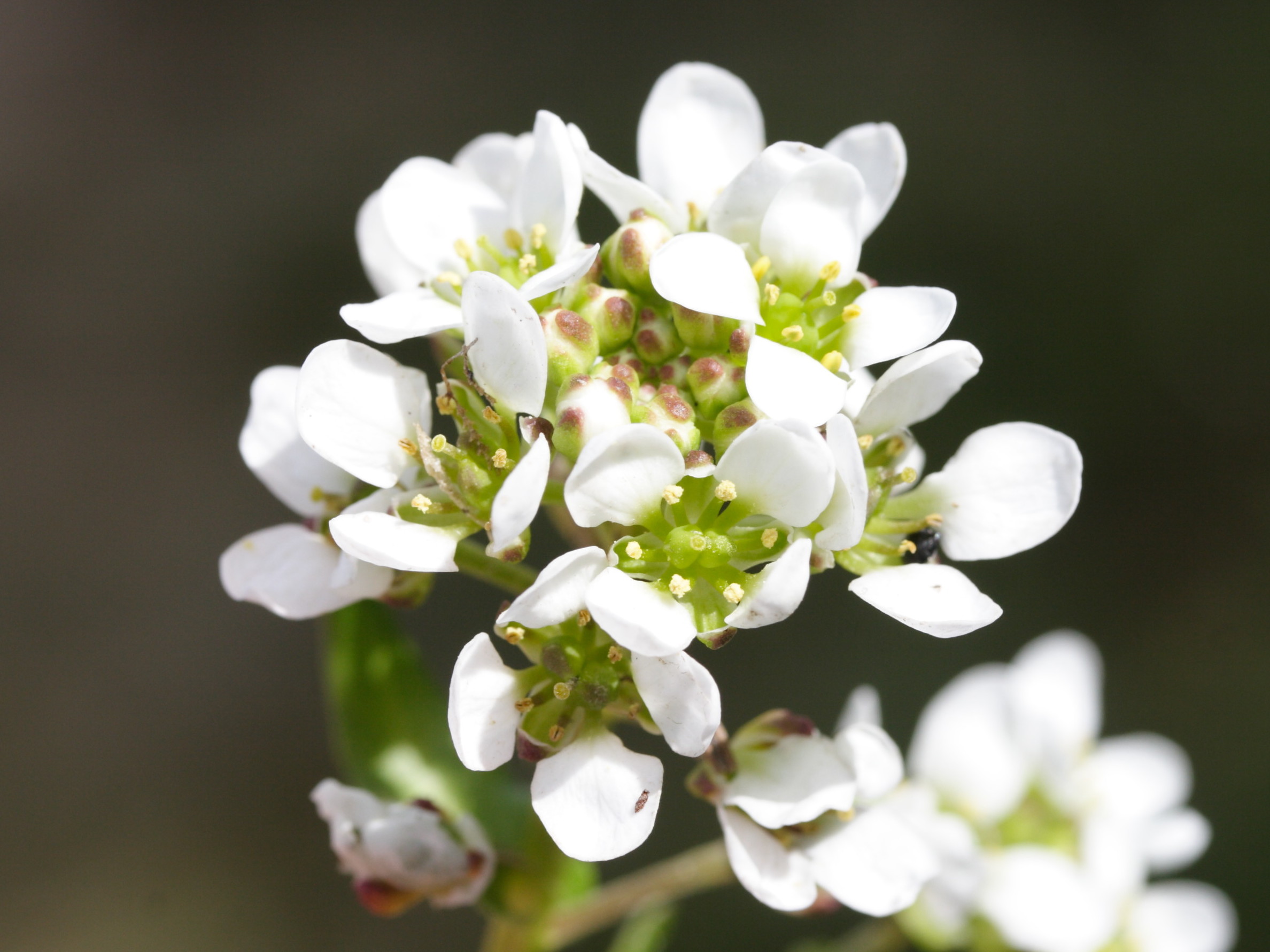 Afficher le média cochlearia_anglica2md cochlearia_anglica2md