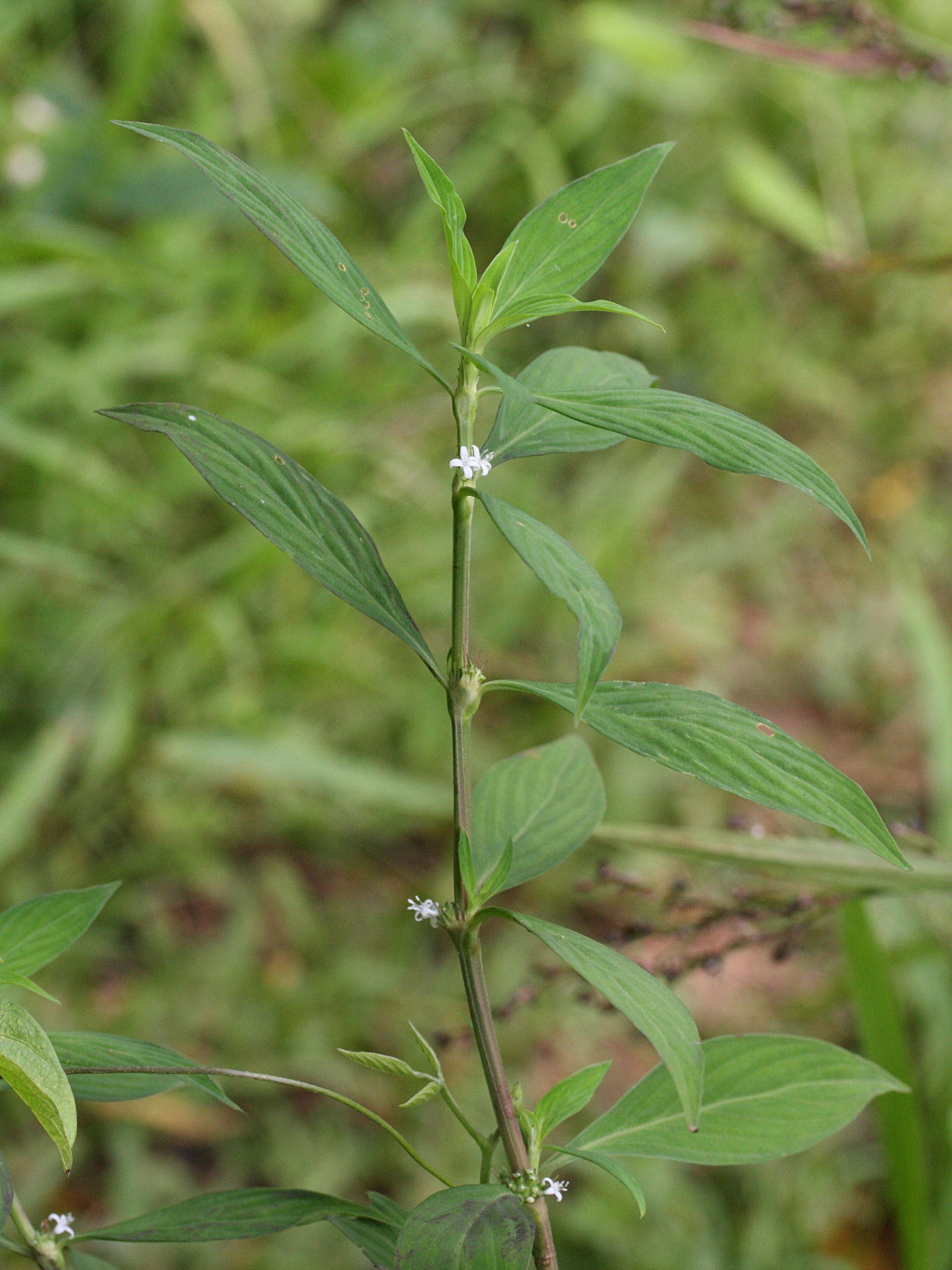 diodia_ocymifolia5md