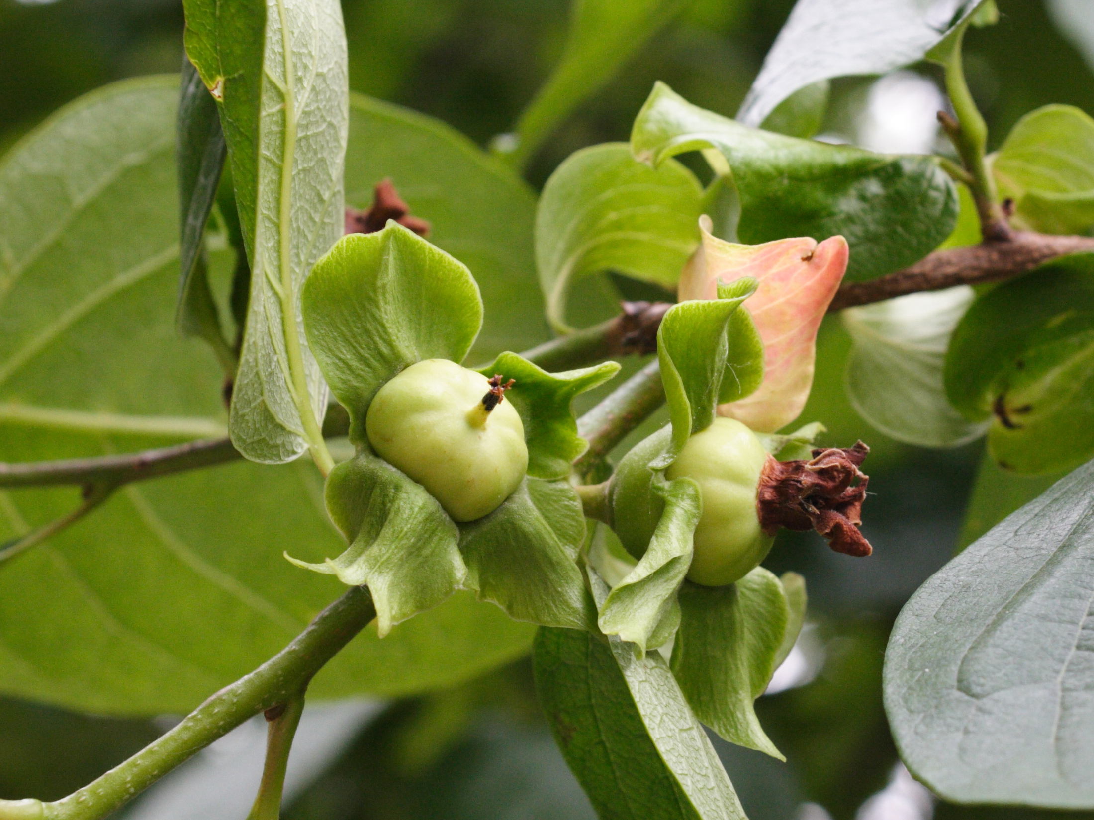 Afficher le média diospyros_kaki5md diospyros_kaki5md