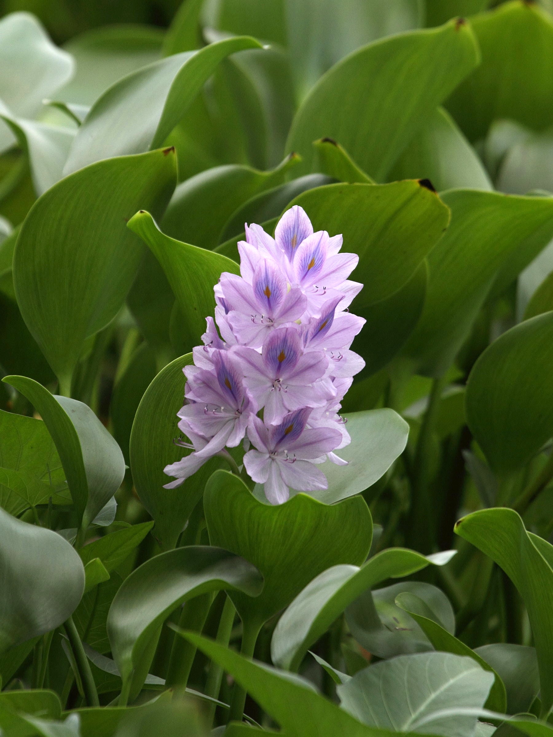 eichhornia_crassipes2bd
