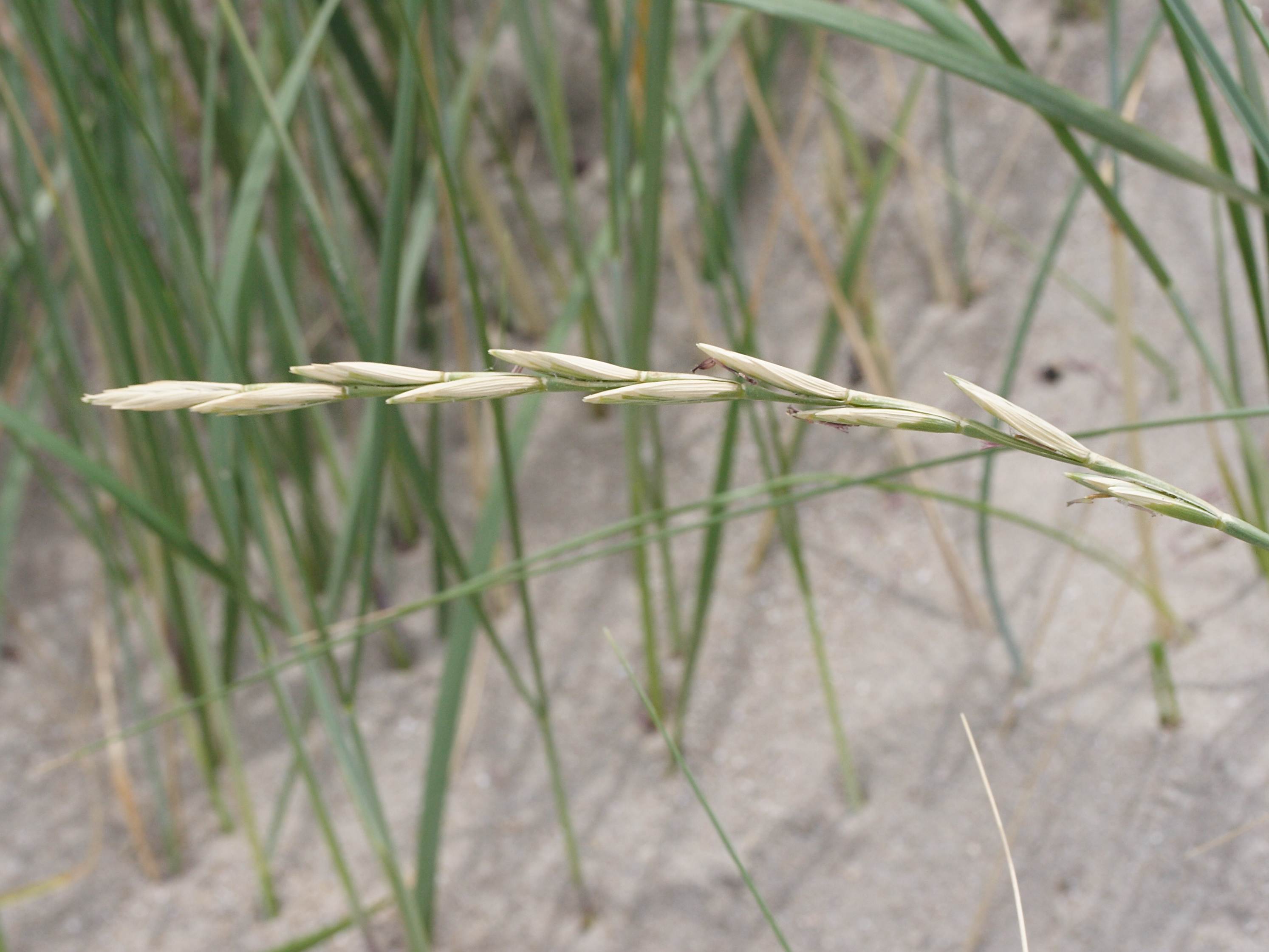 elytrigia_juncea_boreali-atlantica4md