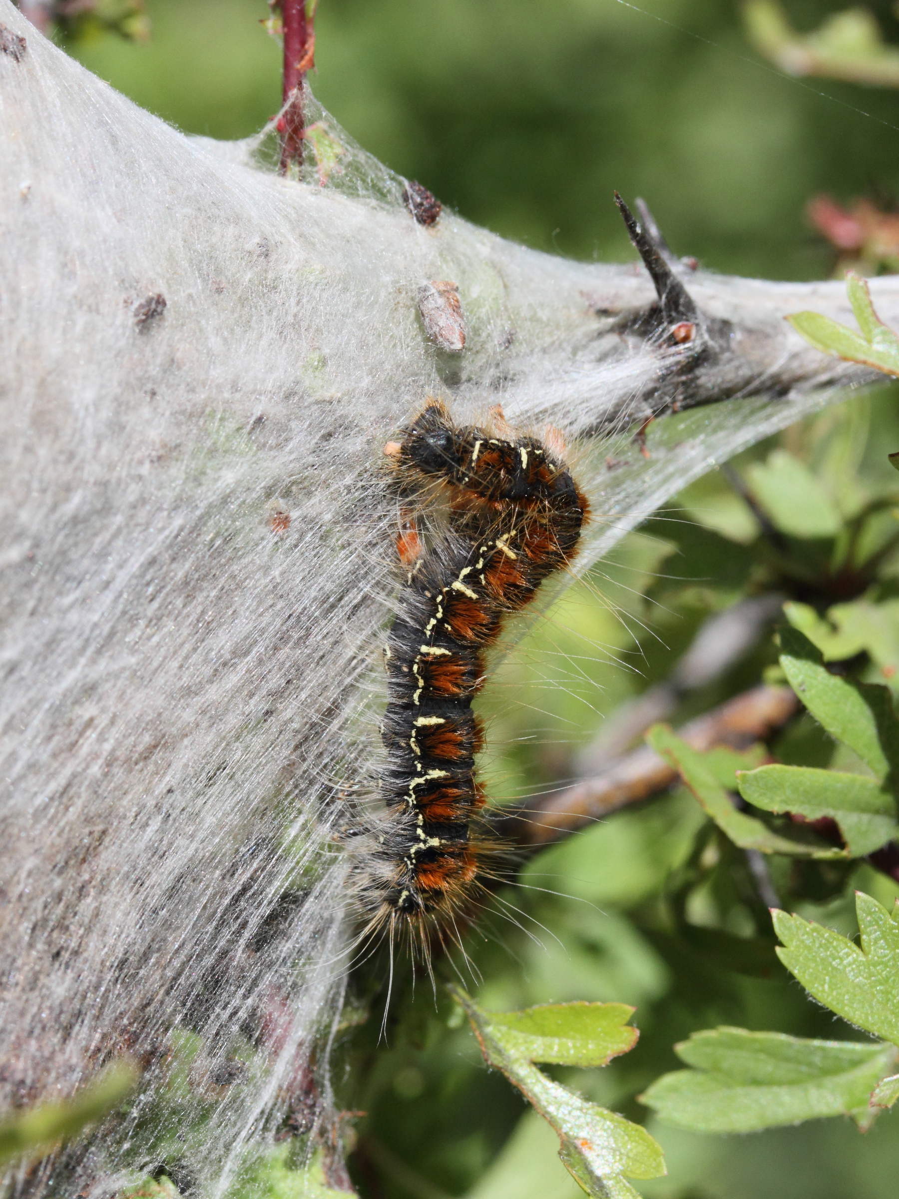 eriogaster_lanestris_ch1md