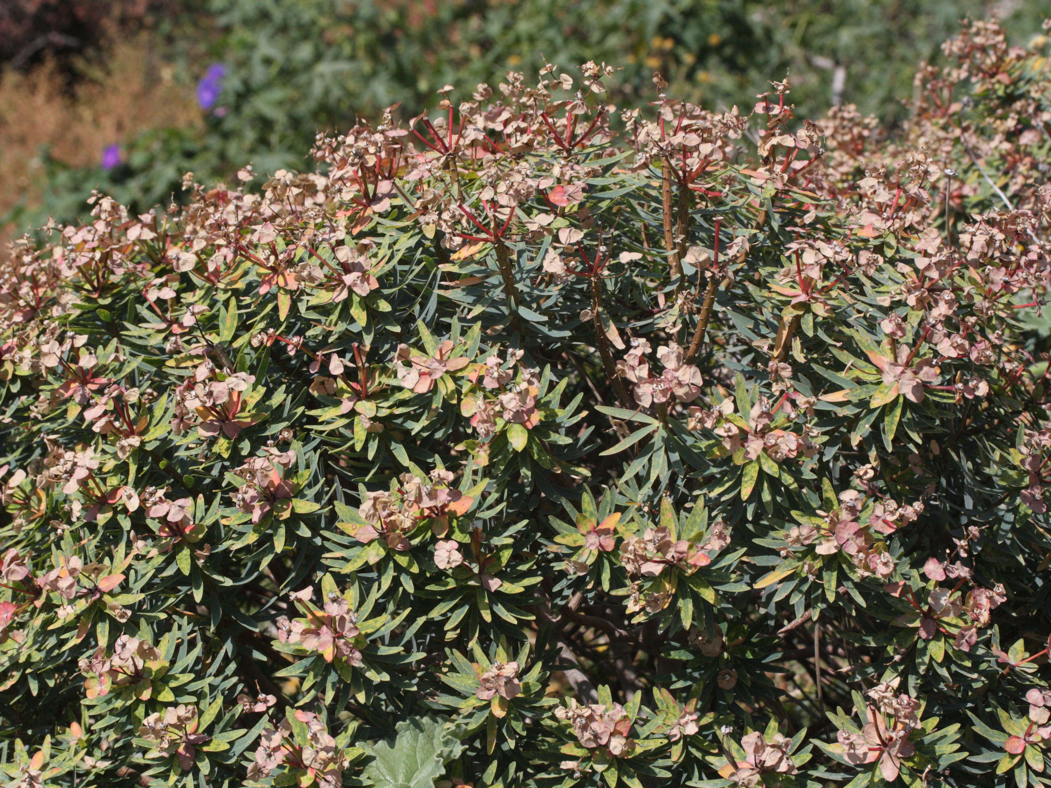 euphorbia_dendroides8md