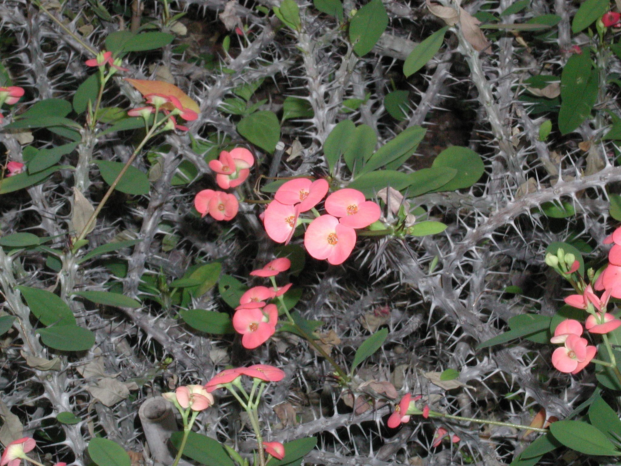 euphorbia_milii_splendens2md