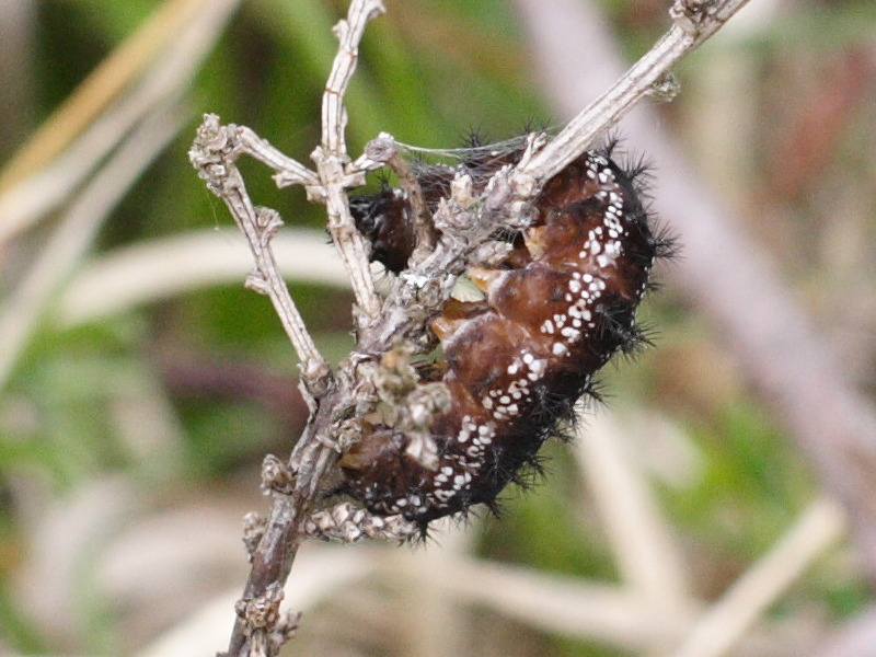 euphydryas_aurinia_ch1md