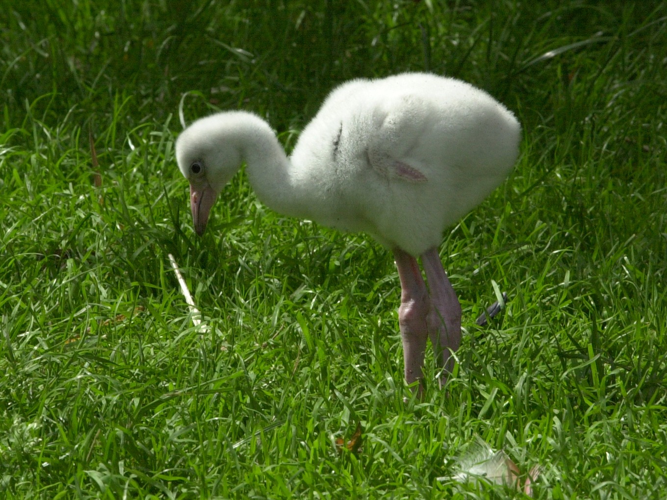 Afficher le média flamant_de_cuba_-_phoenicopterus_ruber3md flamant_de_cuba_-_phoenicopterus_ruber3md