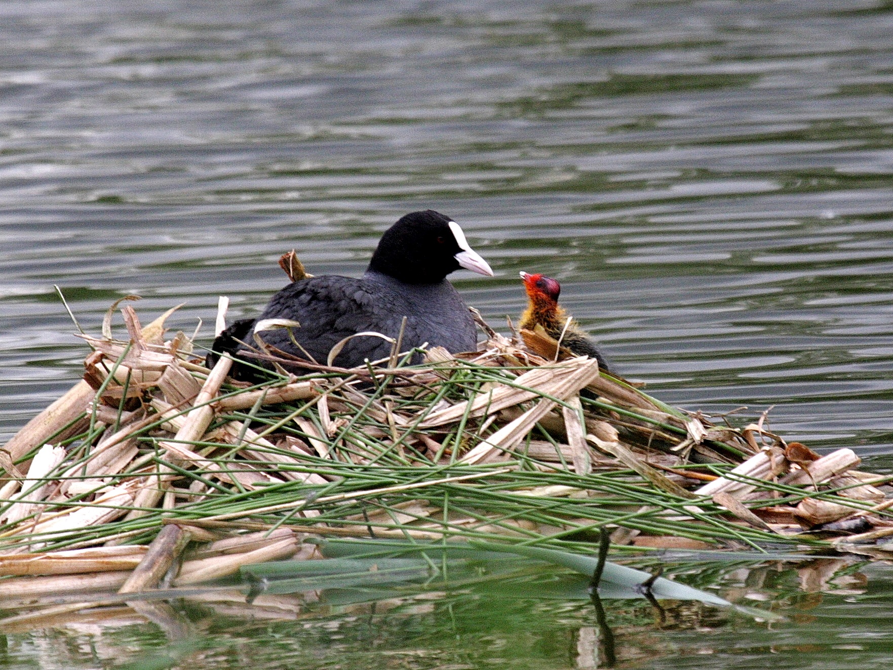 foulque_macroule_-_fulica_atra8md