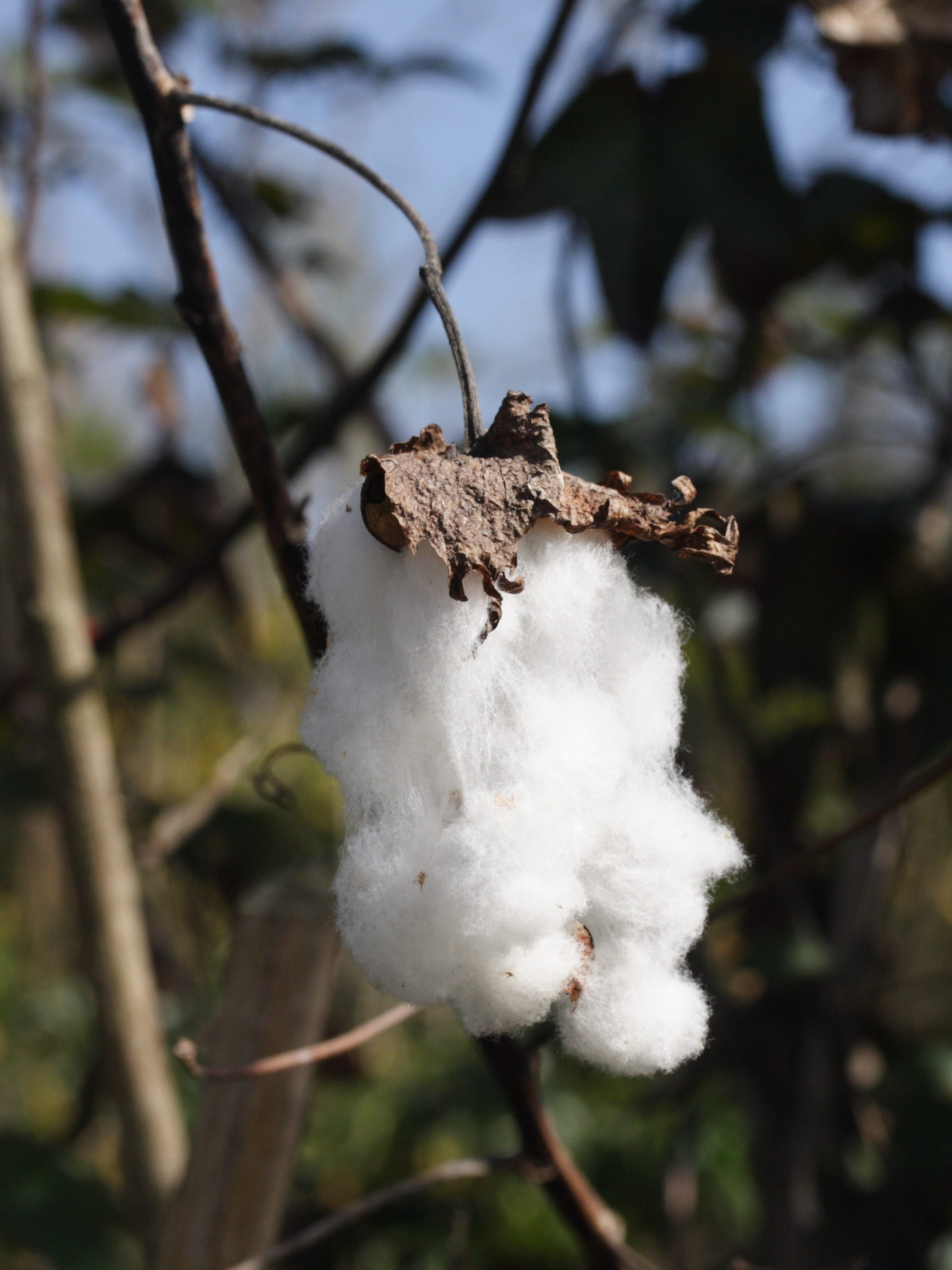 gossypium_barbadense1md