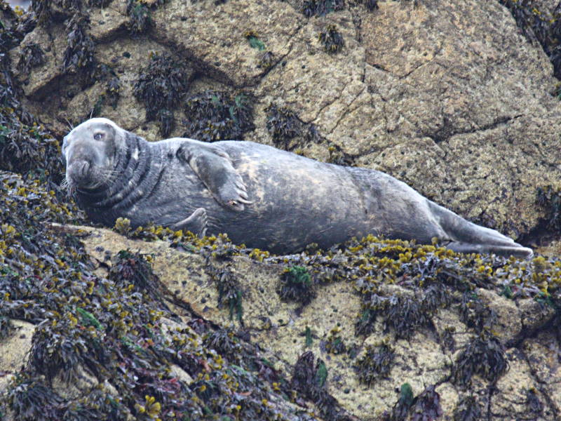 halichoerus_grypus1bd