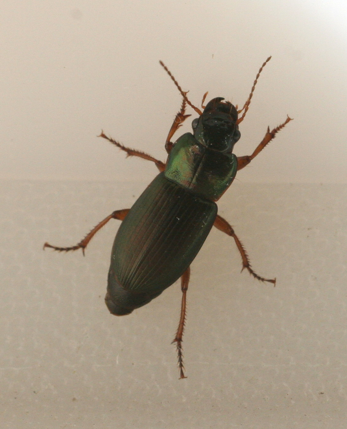 harpalus_affinis2bd