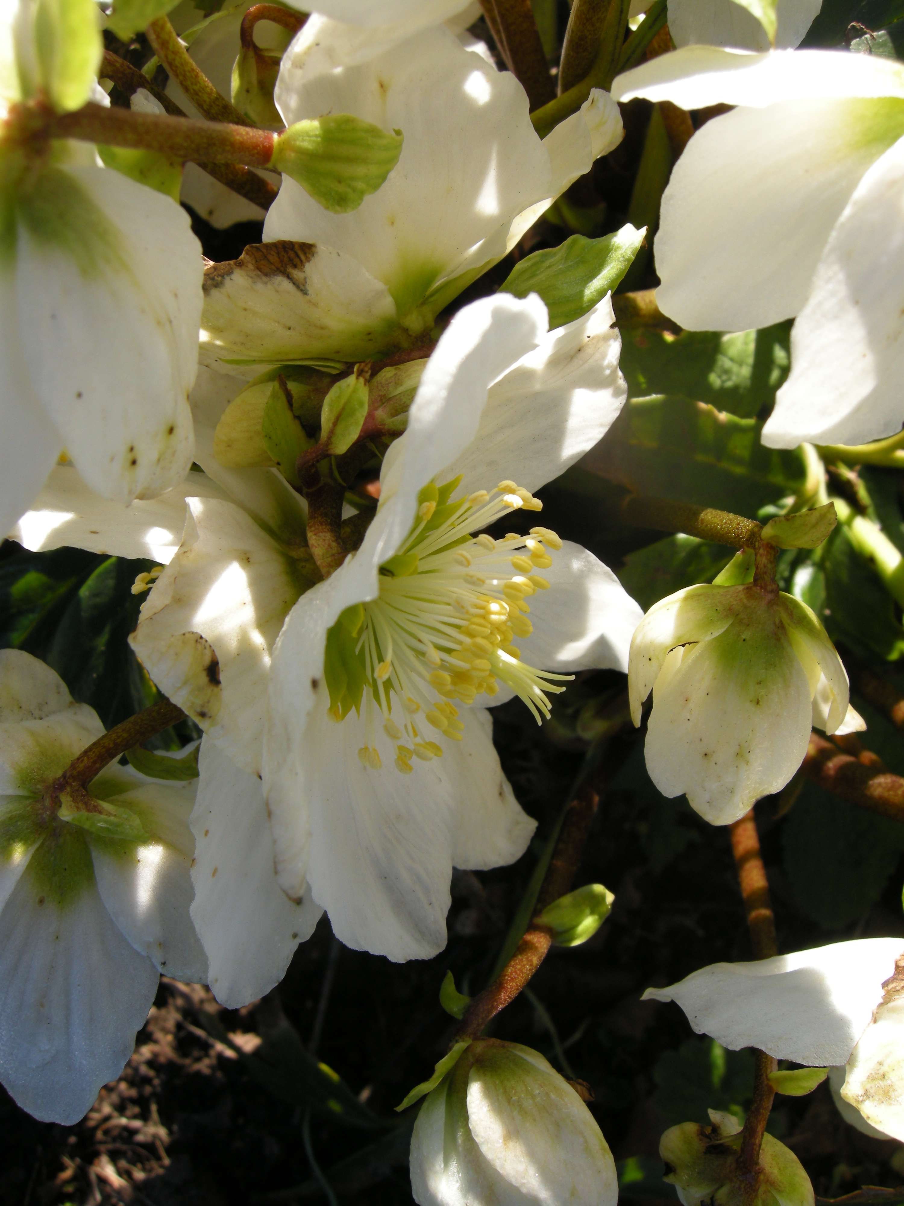 Afficher le média helleborus_niger5md helleborus_niger5md