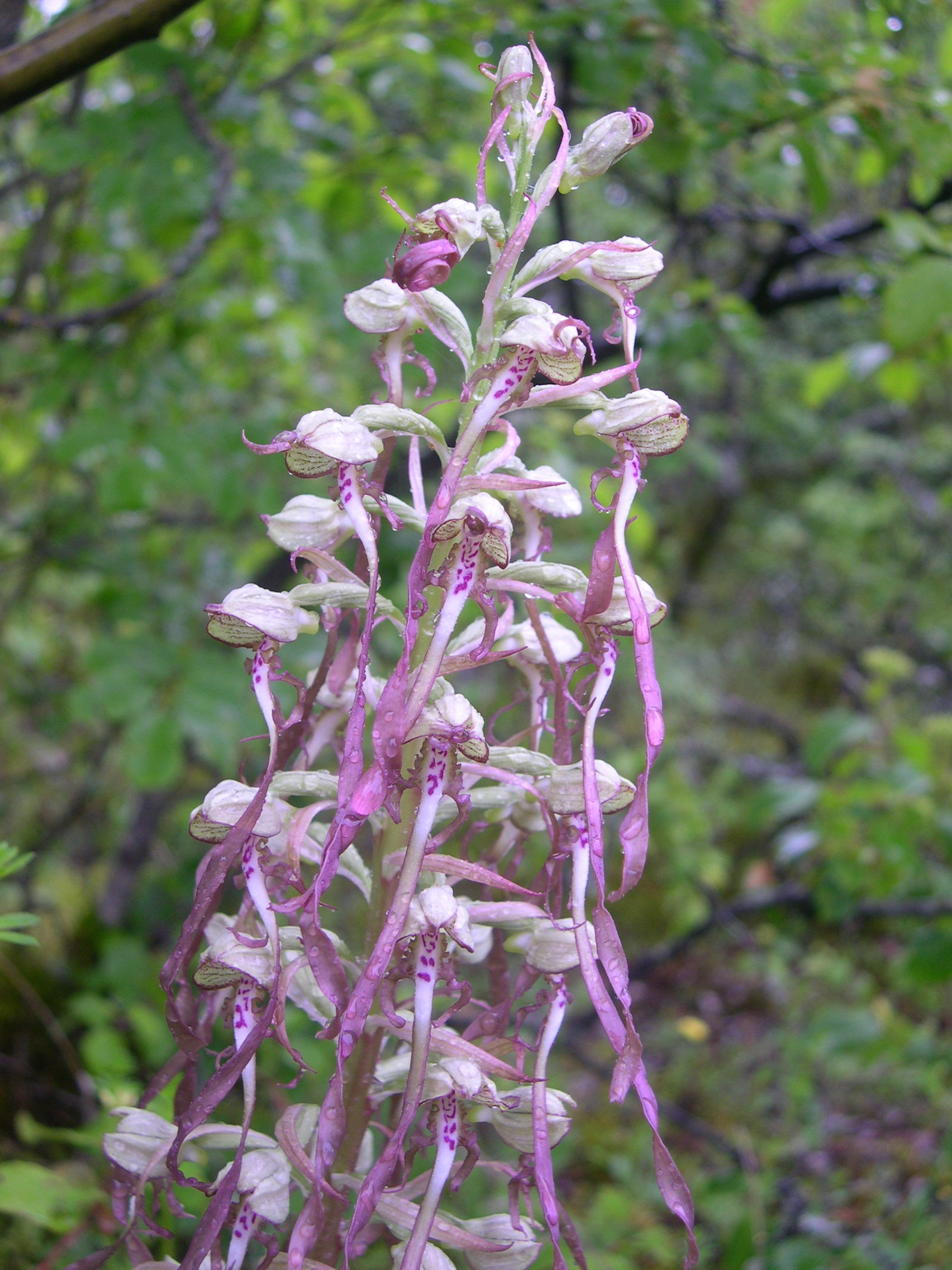 himantoglossum_hircinum2sd