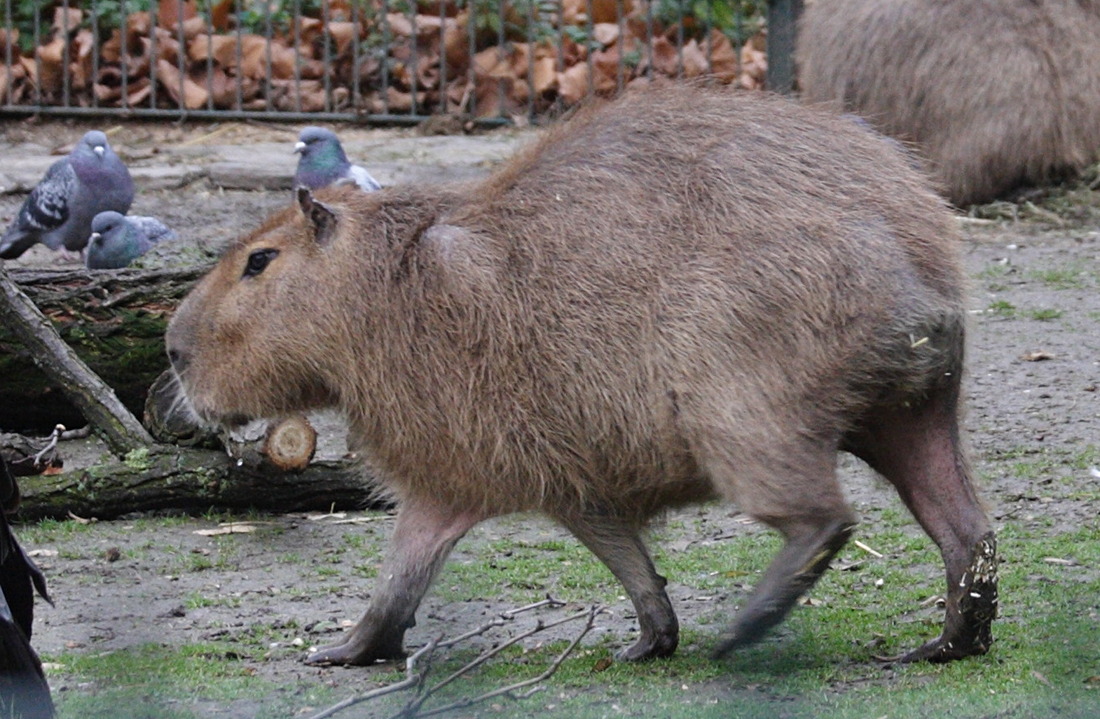 Hydrochaeris_hydrochaeris