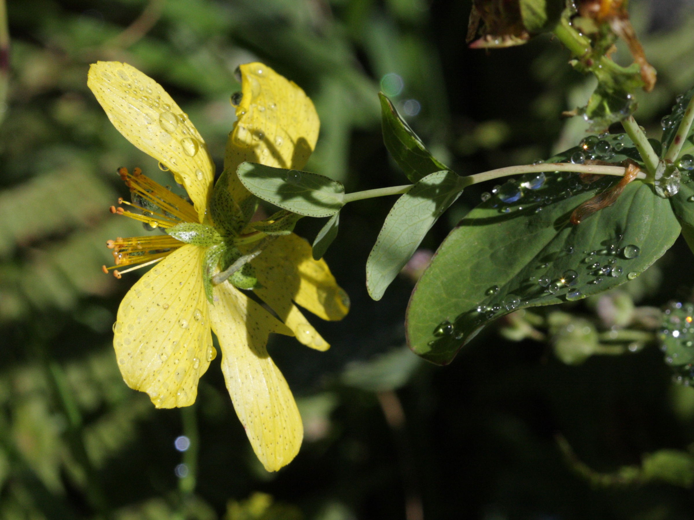 hypericum_richeri_burseri3bd