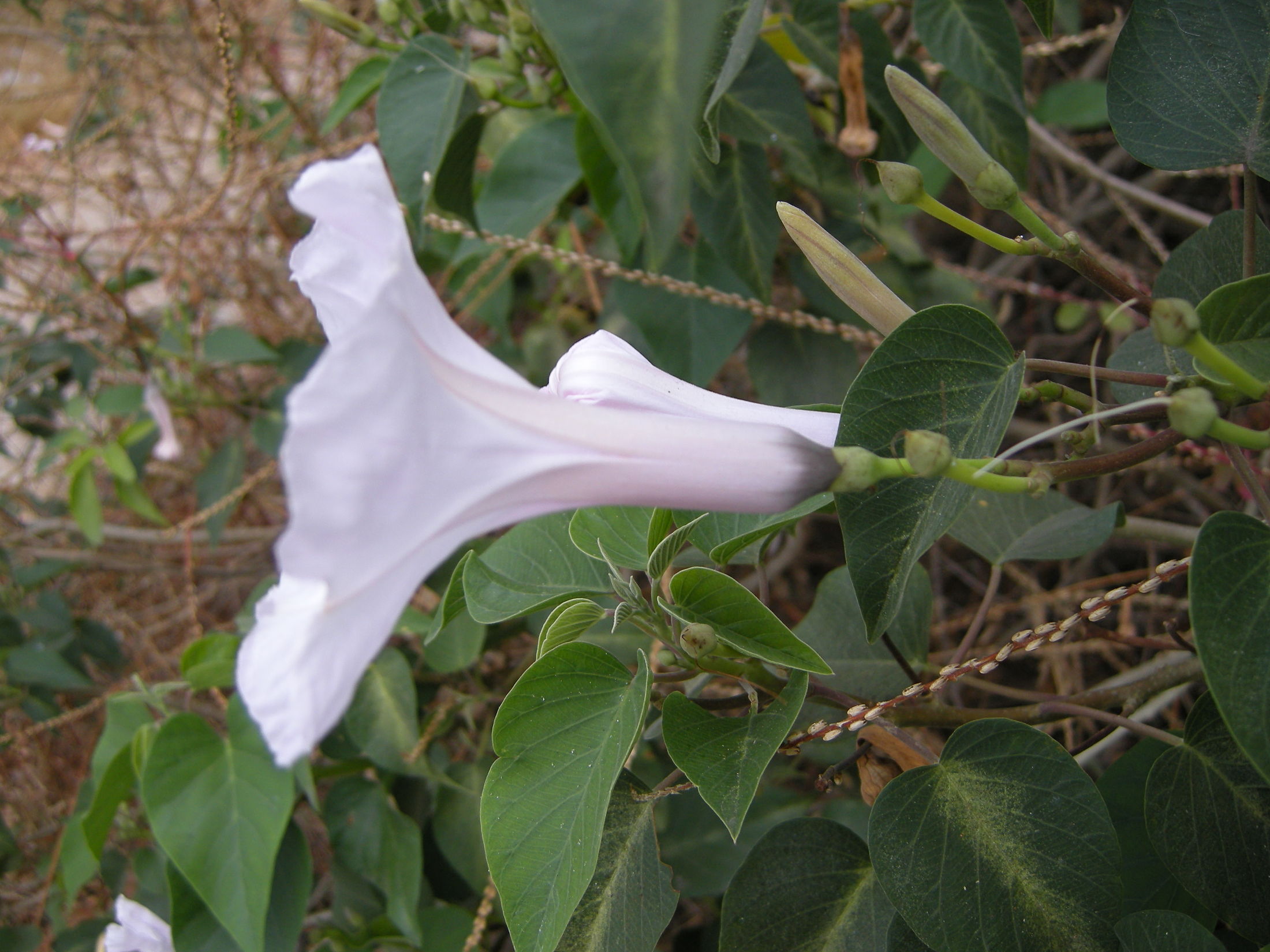 ipomoea_carnea_fistulosa2md