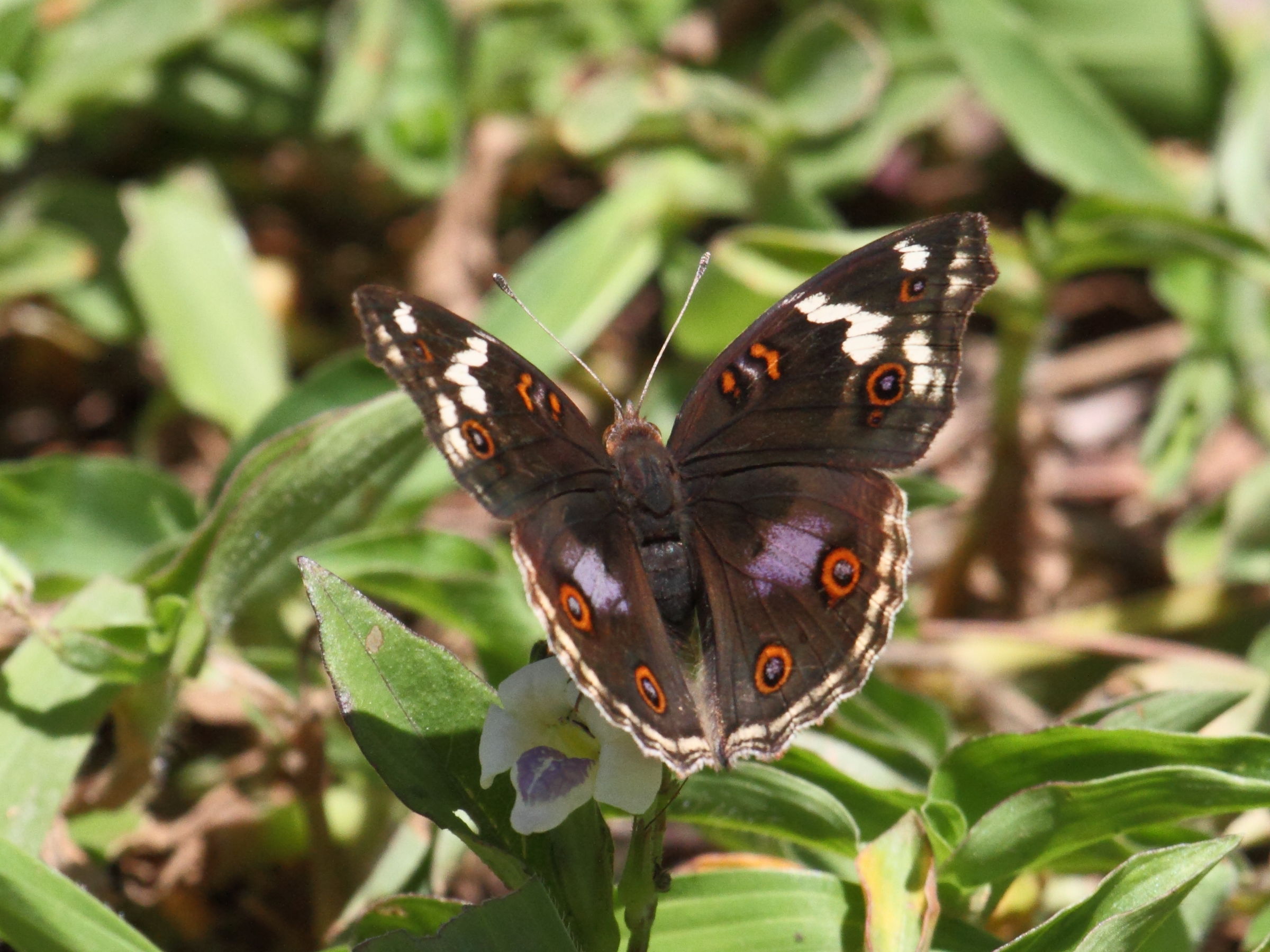 junonia_oenone_epiclelia3bd