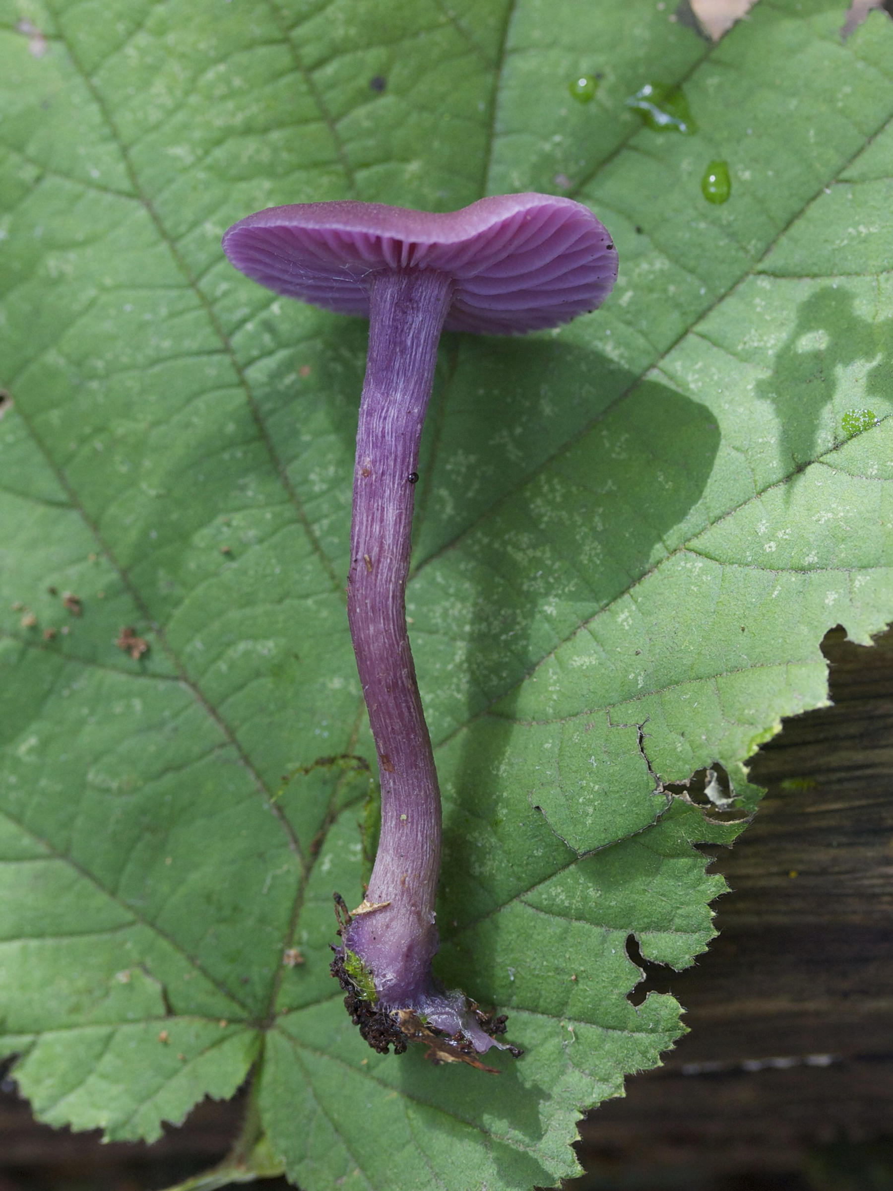 Afficher le média laccaria_amethystina2md laccaria_amethystina2md