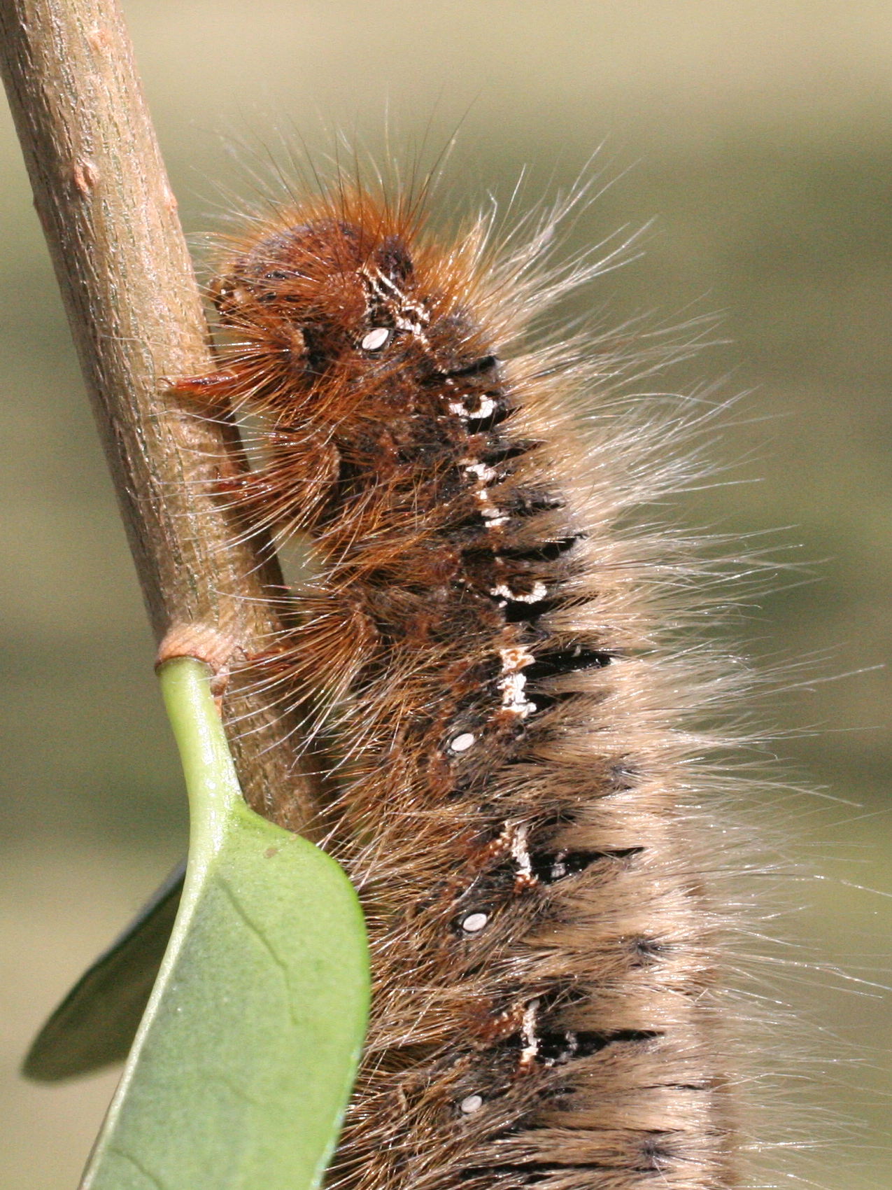 lasiocampa_quercus_ch3md