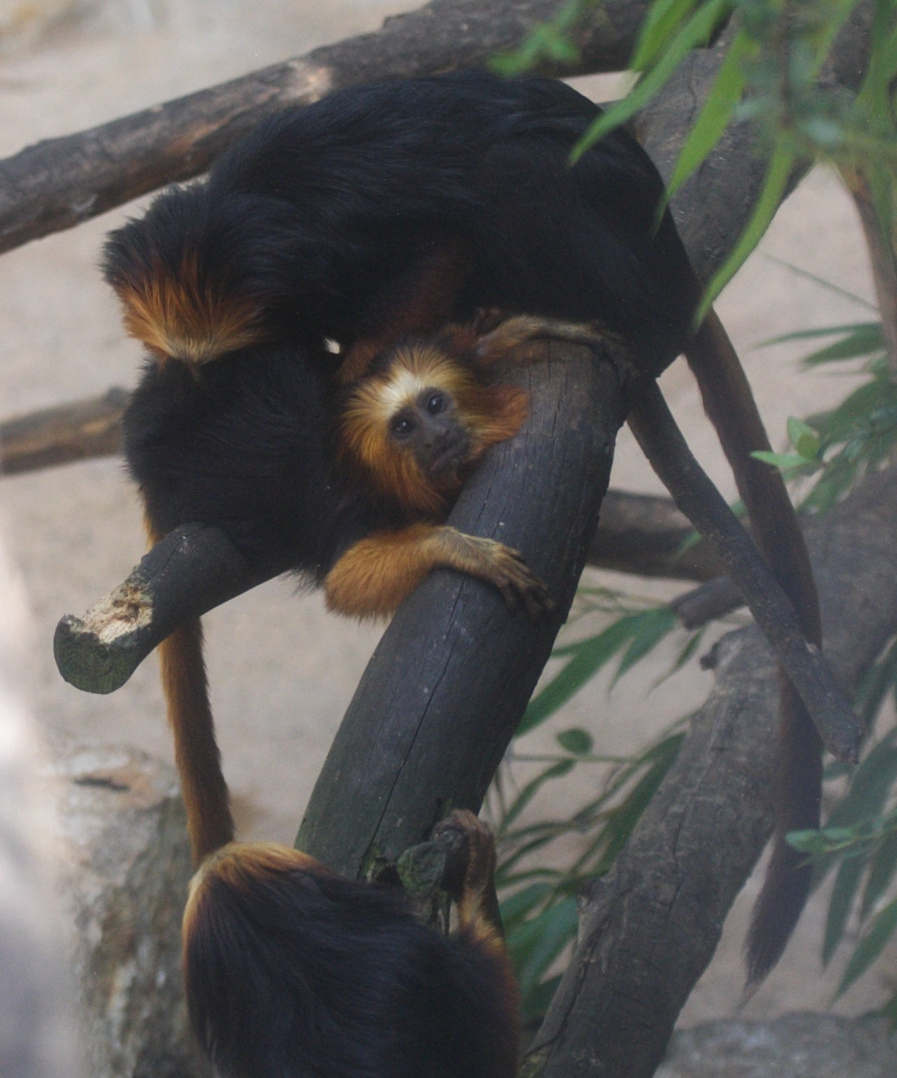 leontopithecus_chrysomelas1bd
