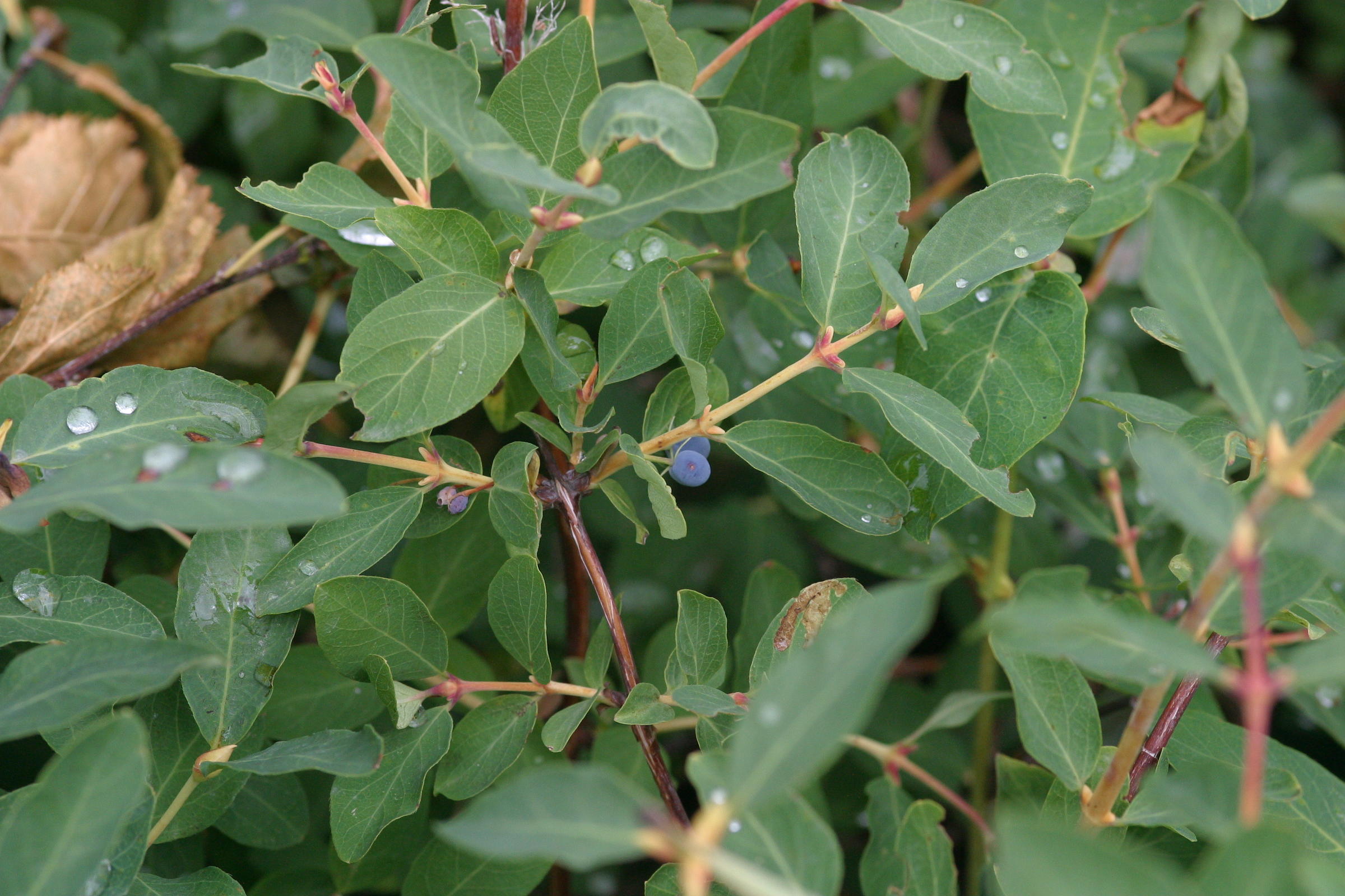 lonicera_caerulea1md